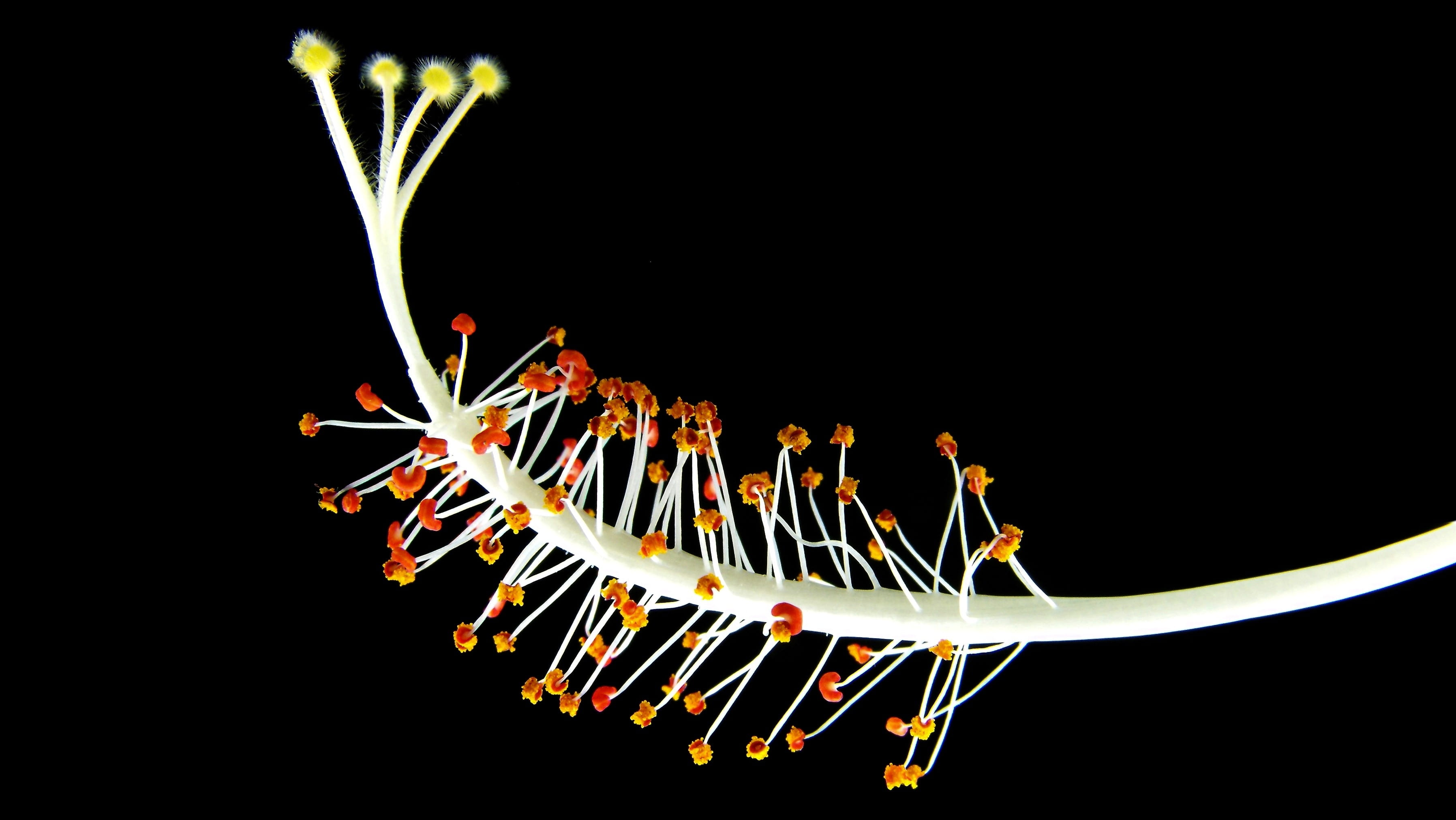magnification, white, 2K, education, biology, growth, studio shot, hibiscus, flowering stems, motion, photo, red, nature, bloom, indoors, science, black background, HD Wallpaper