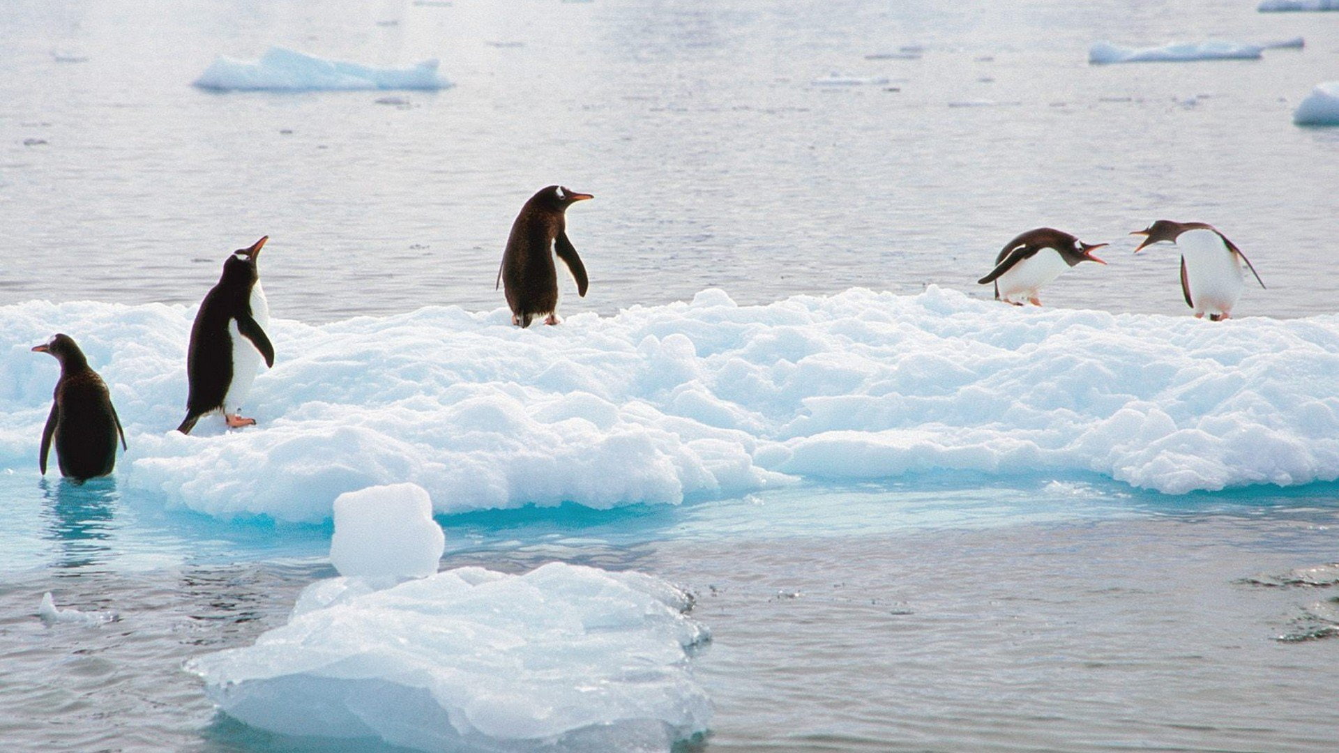 water, day, animals in the wild, animal wildlife, nature, no people, penguin, Penguins, snow, frozen, Antarctica, animal, group of animals, vertebrate, HD Wallpaper