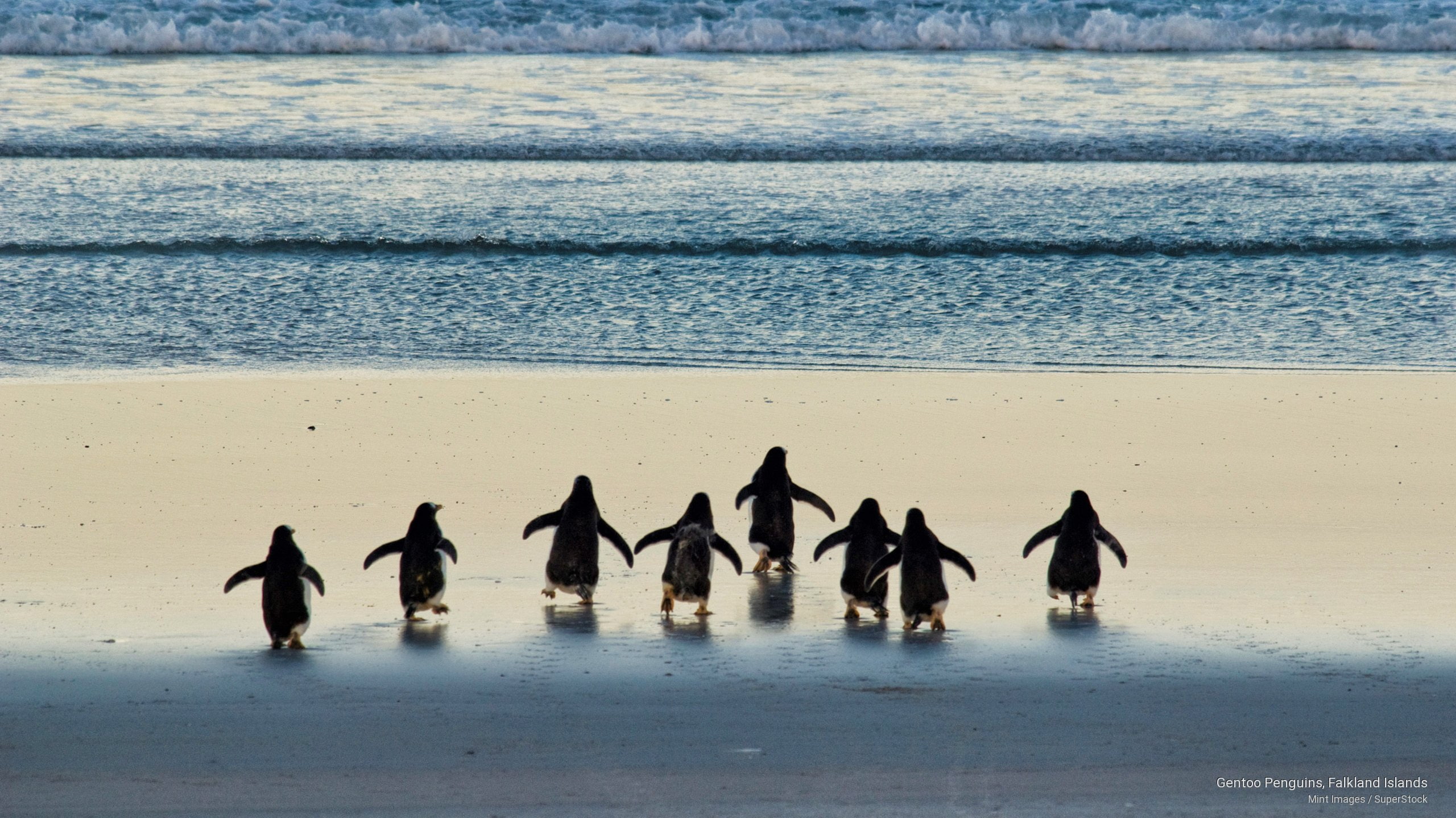 penguins, falkland, islands, Birds, 2K, gentoo, HD Wallpaper