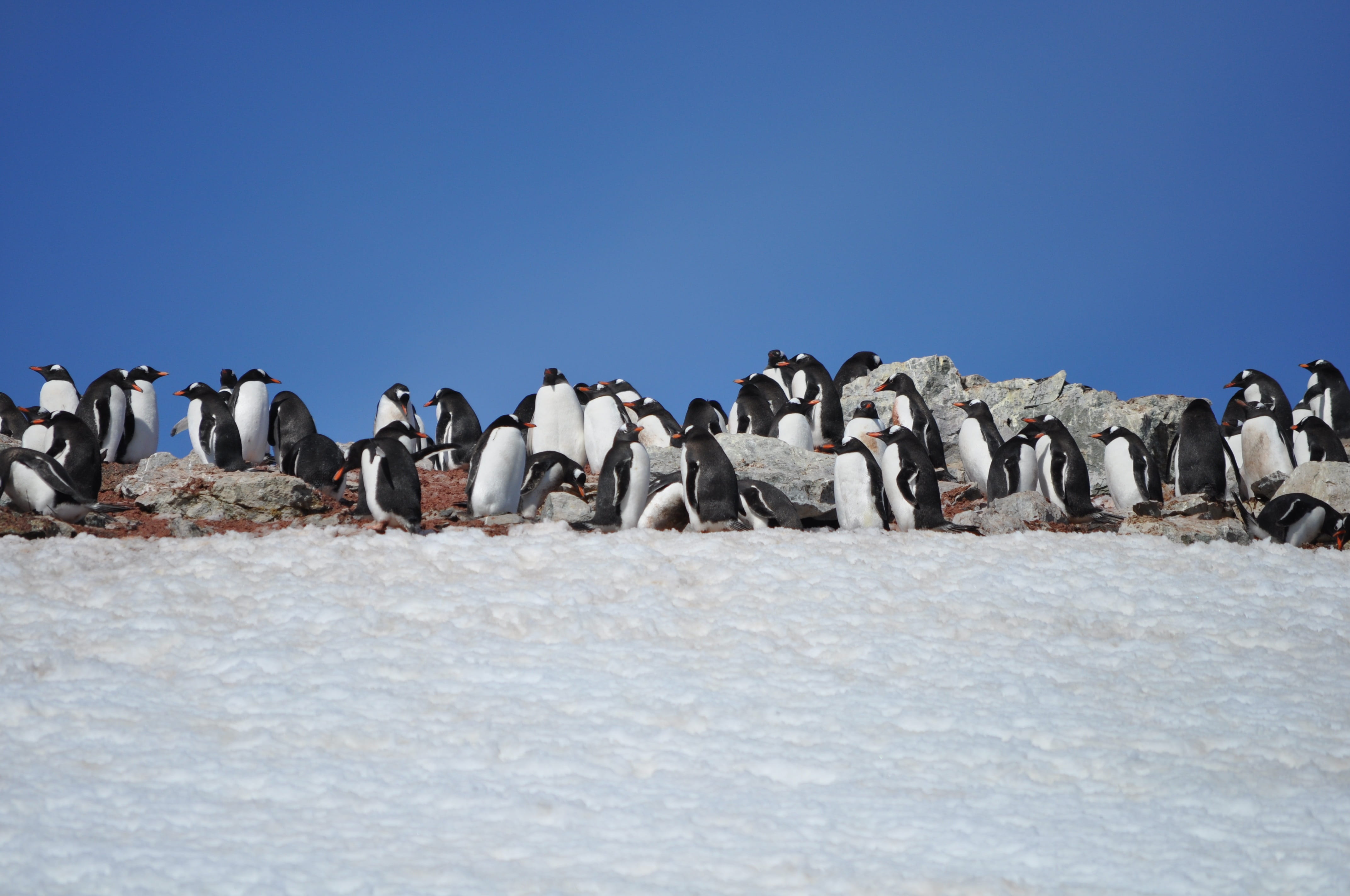 group of animals, antarctica, crowd, clear sky, nature, animal, sky, outdoors, sea, day, south, vertebrate, penguin, animals in the wild, gentoo, 4K, bird, HD Wallpaper