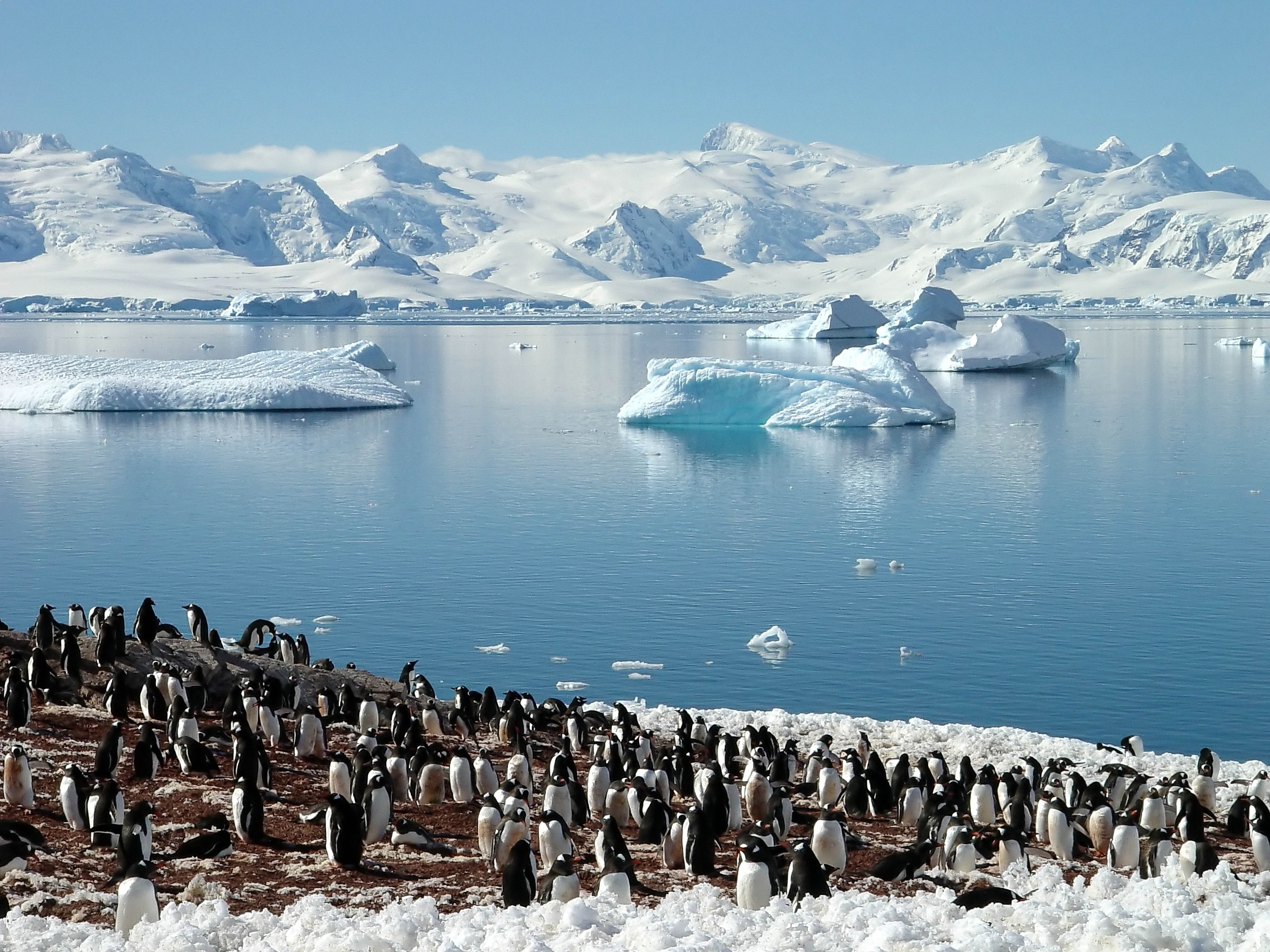 beauty in nature, snow, glaciers, mountain, ice, scenics - nature, frozen, gentoo Penguin, lake, winter, group Of Animals, outdoors, gray, cold - Temperature, HD Wallpaper