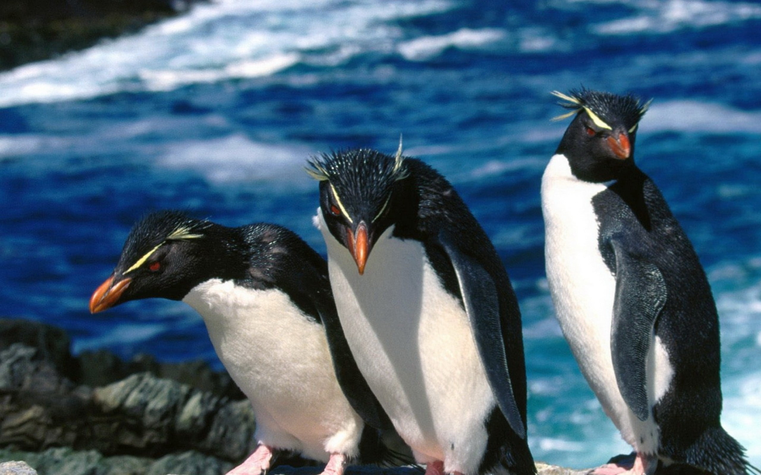 bird, animals And Pets, colony, day, 2K, feather, beak, water Bird, outdoors, focus on foreground, antarctica, group of animals, white, vertebrate, penguin, HD Wallpaper