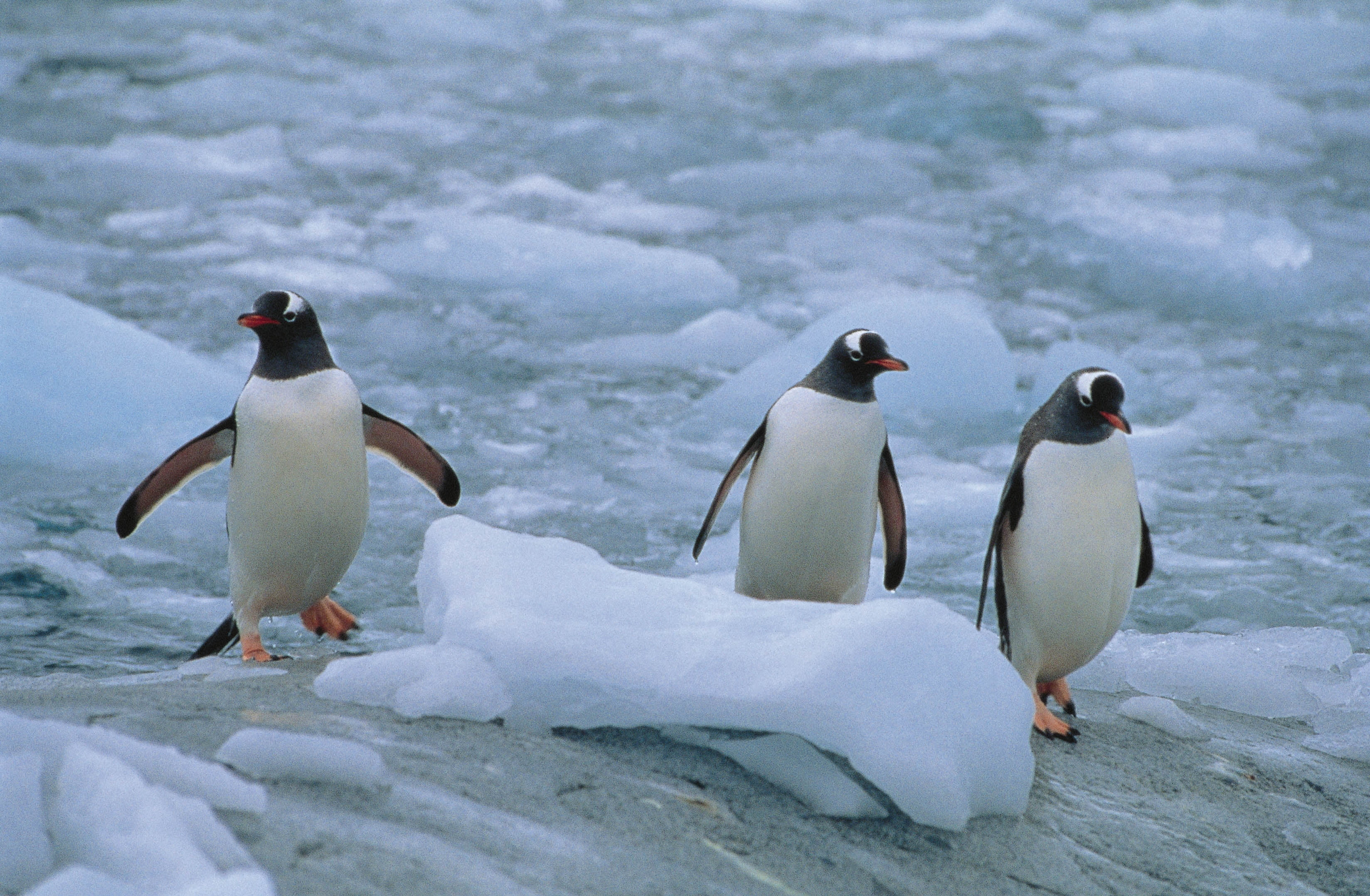 vertebrate, arctic, animal themes, penguin, peninsula, antarctica, north, sea, beak, nature, penguins, animal, group of animals, black Color, feather, south Pole, HD Wallpaper
