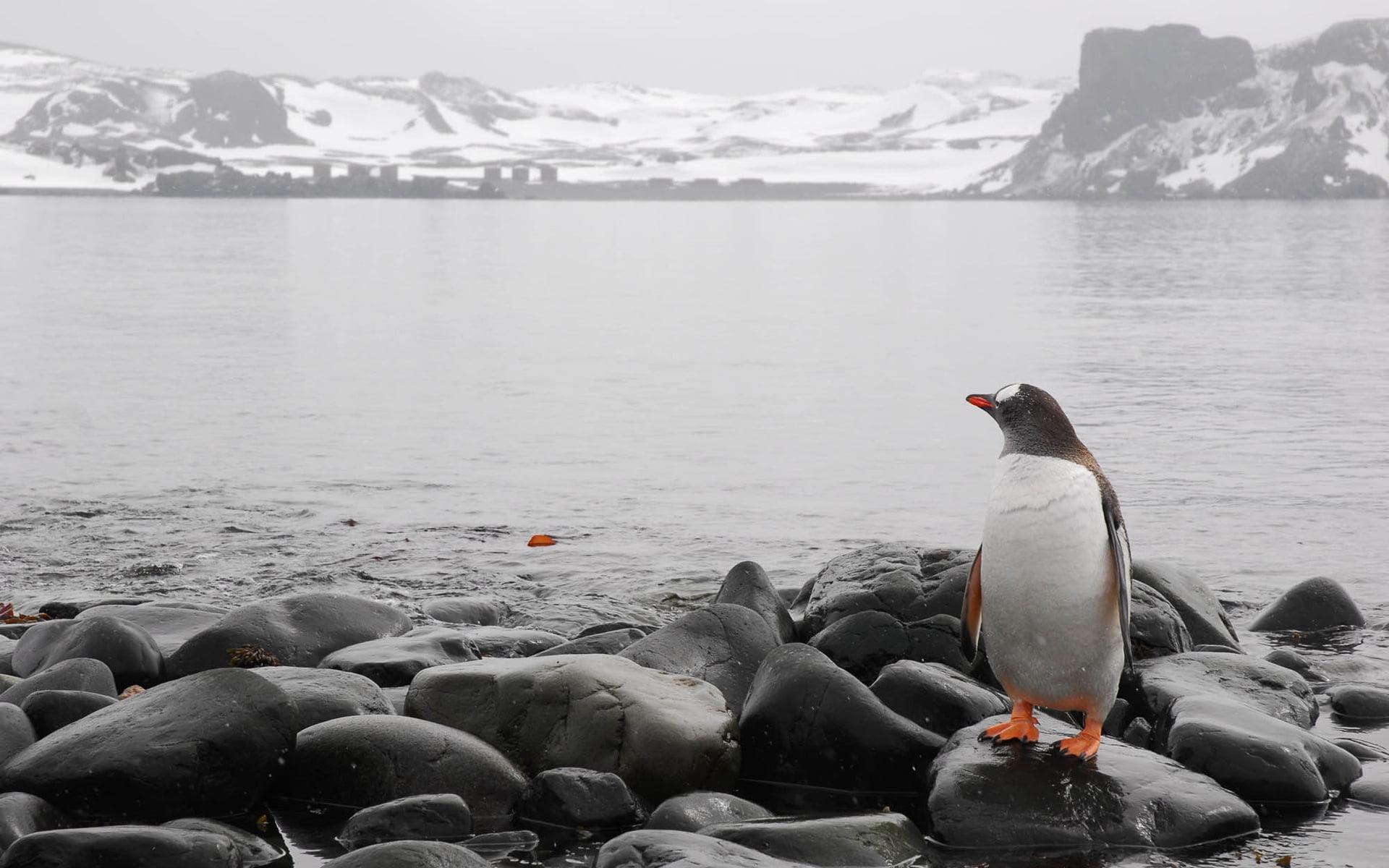 lake, 1080P, animals In The Wild, nature, glacier, white, vertebrate, rocks, sea, ice, no People, snow, black, coastline, beauty In Nature, water Bird, HD Wallpaper