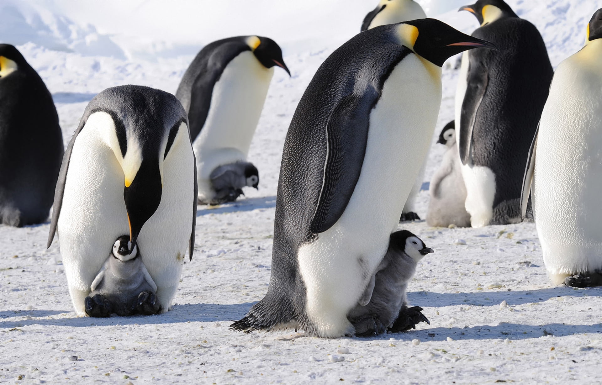 animals In The Wild, lot, standing, water, gentoo Penguin, cold temperature, flock, wildlife, colony, yellow, ice, frozen, animal wildlife, vertebrate, HD Wallpaper