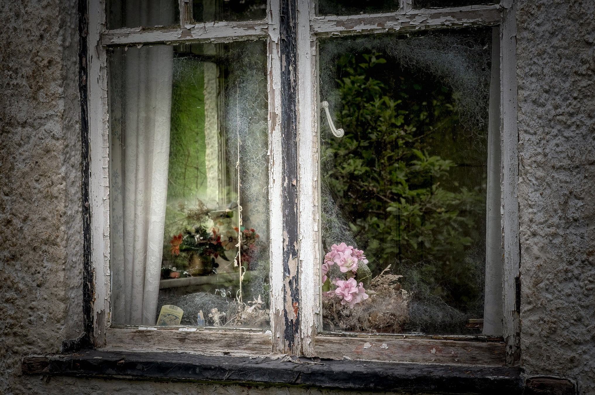 1080P, flowers, building, history, concrete, architecture, window, day, nature, outdoors, old, weathered, transparent, abandoned, plant, glass - material, HD Wallpaper