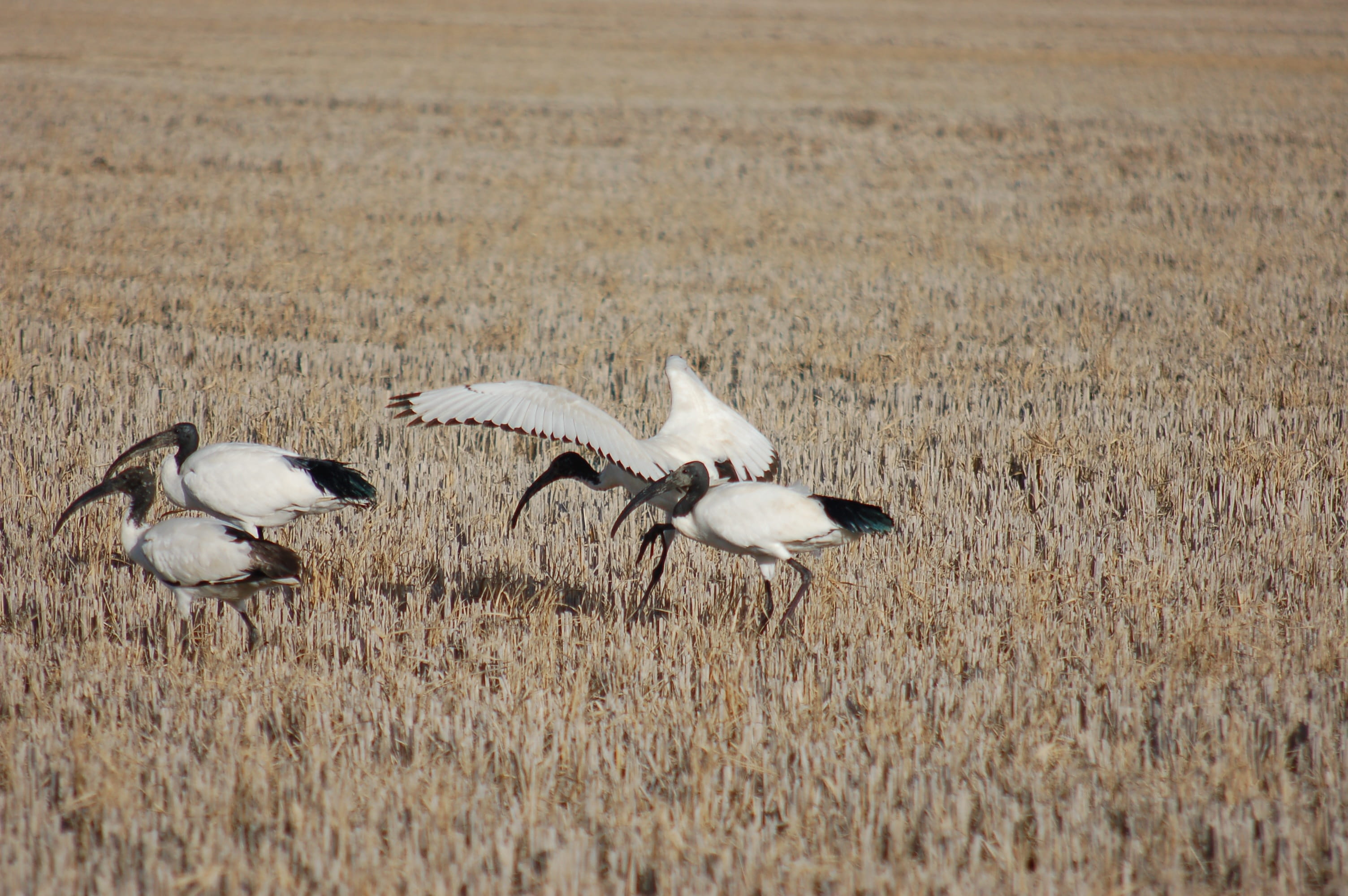 spread wings, 2K, landscape, day, animal themes, outdoors, animal wildlife, nature, beak, flock of birds, wild, sacred ibis, flying, stork, ibi, field, HD Wallpaper