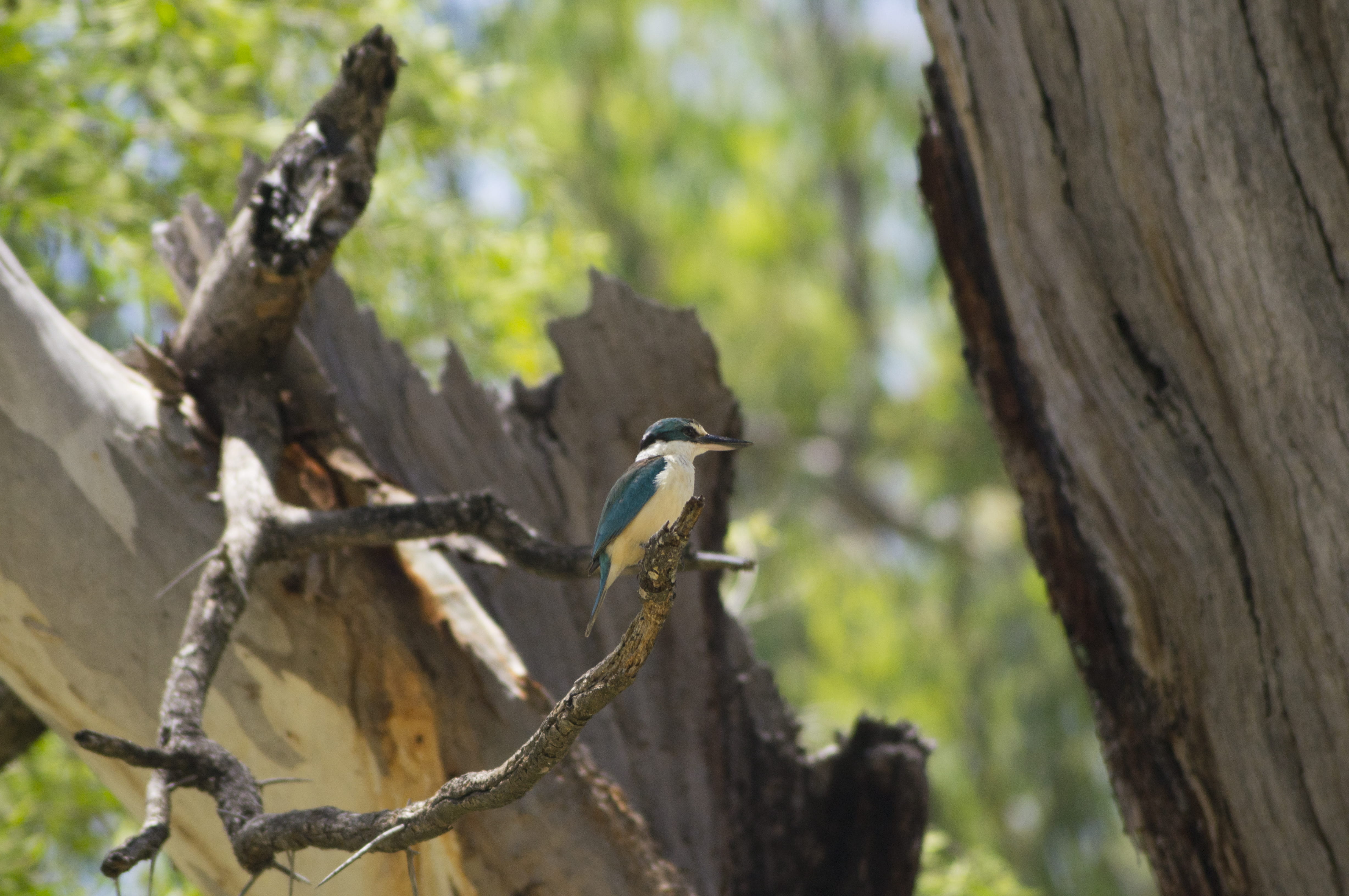 sacred kingfisher, branch, australia, focus on foreground, australian bird, animal themes, animal wildlife, day, bird, perching, nature, vertebrate, plant, HD Wallpaper