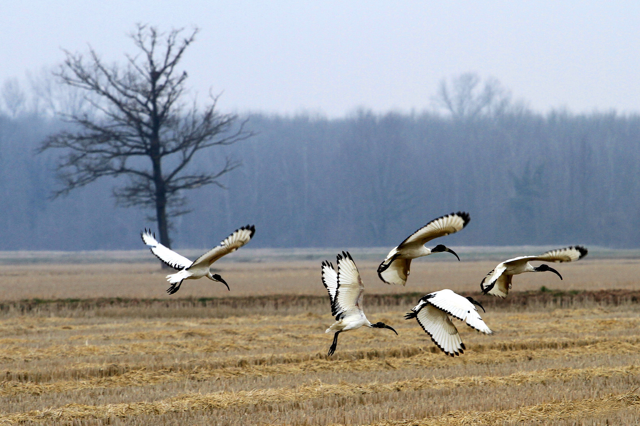 sacred IBIS, field, tree, forest, 1080P, birds, HD Wallpaper