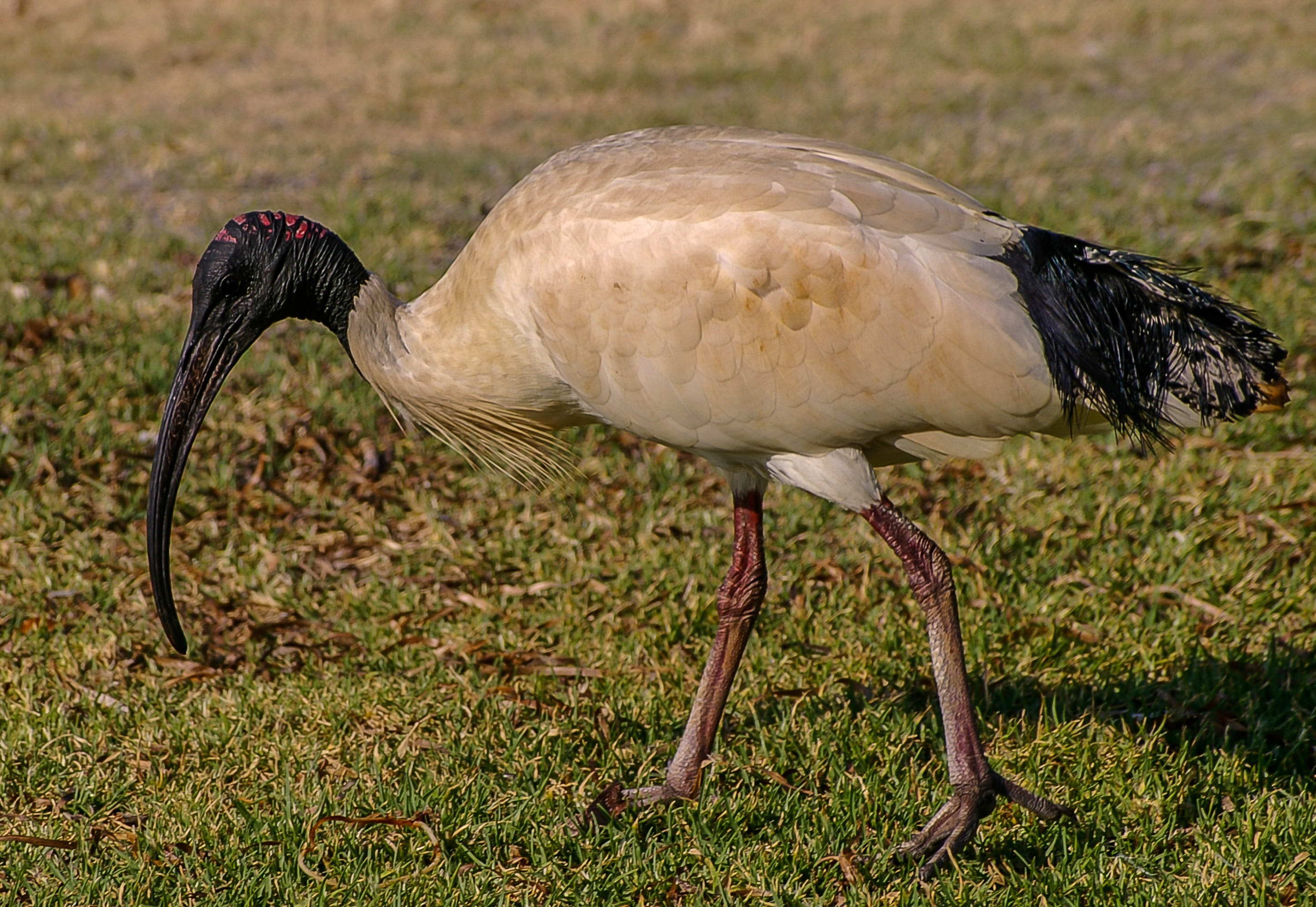 beak, wildlife, white, black, side view, nature, animal, 2K, vertebrate, Sacred Ibis, animal wildlife, plant, Bird, ostrich, grass, queensland, animal body part, HD Wallpaper