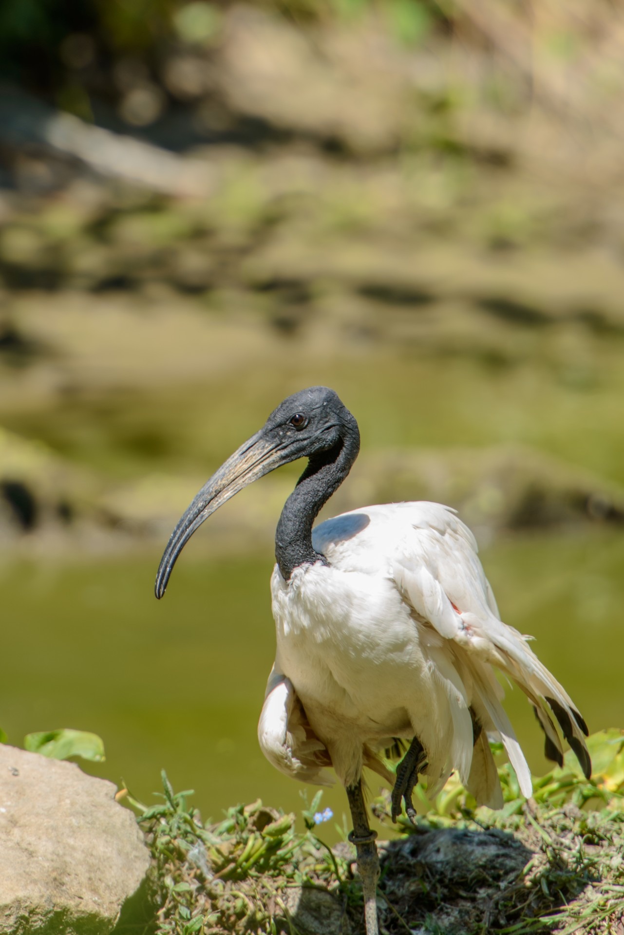 no people, animal wildlife, beak, rock - object, close-up, white color, solid, animals in the wild, animal themes, ibis, wings, bird, full length, threskiornis aethiopicus, Phone HD Wallpaper