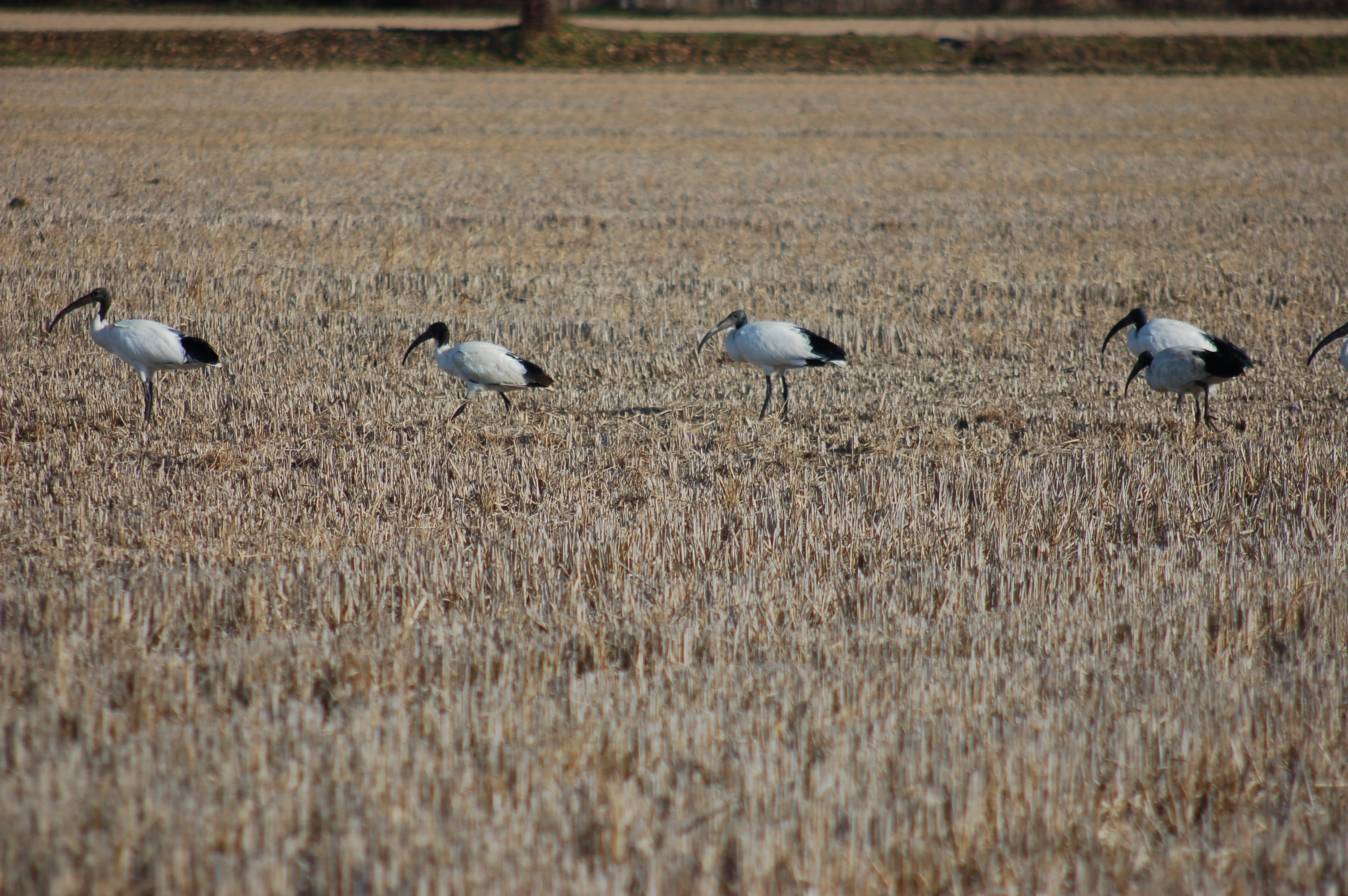 no people, sacred ibis, feather, vertebrate, day, flock of birds, animal wildlife, fly, animal themes, grass, animals in the wild, group of animals, ali, HD Wallpaper