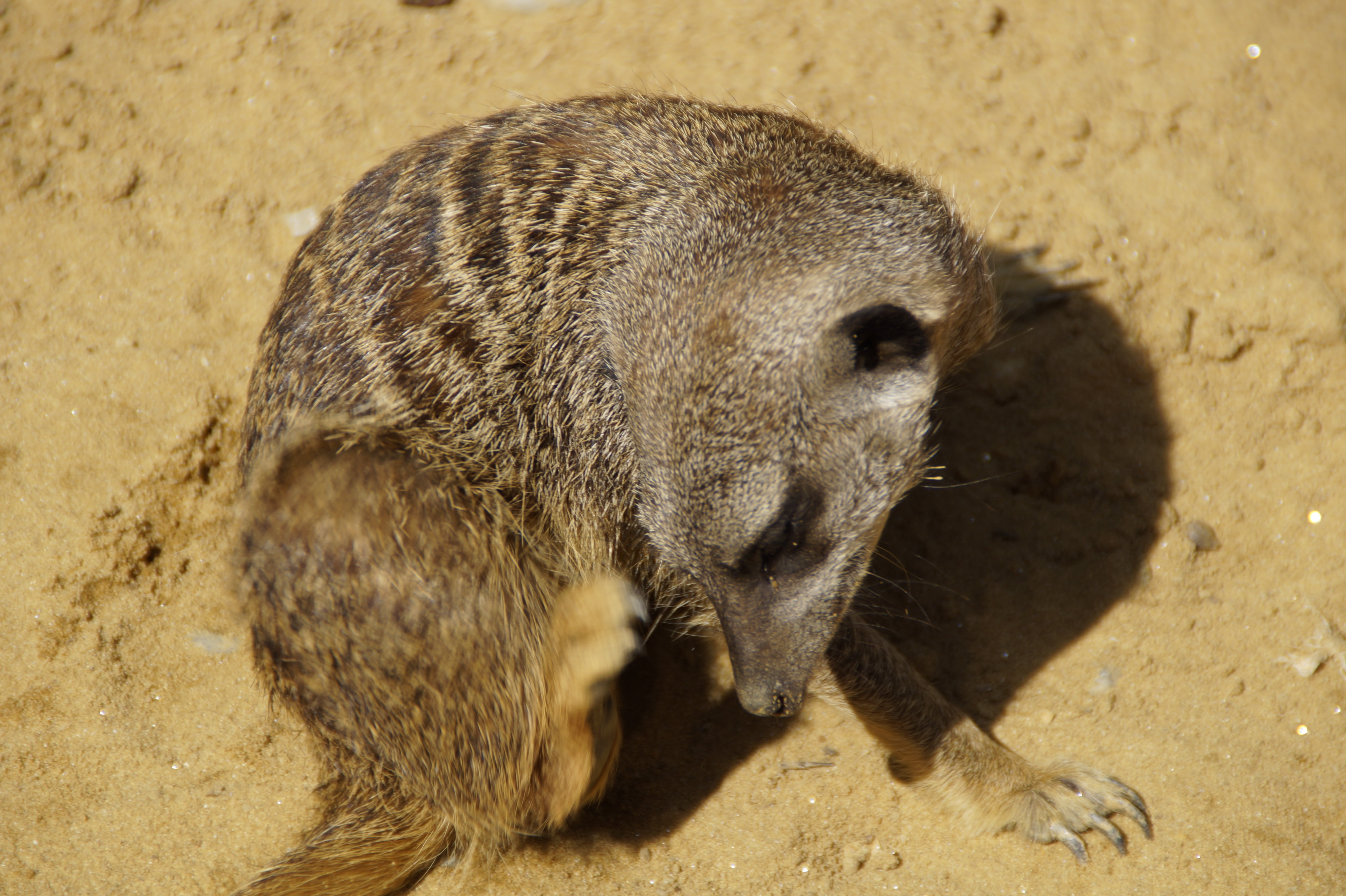 land, mammal, outdoors, sunlight, scratch, animal, dry, sand, vertebrate, furry, group picture, creature, nature, day, animal themes, animal world, animal wildlife, HD Wallpaper
