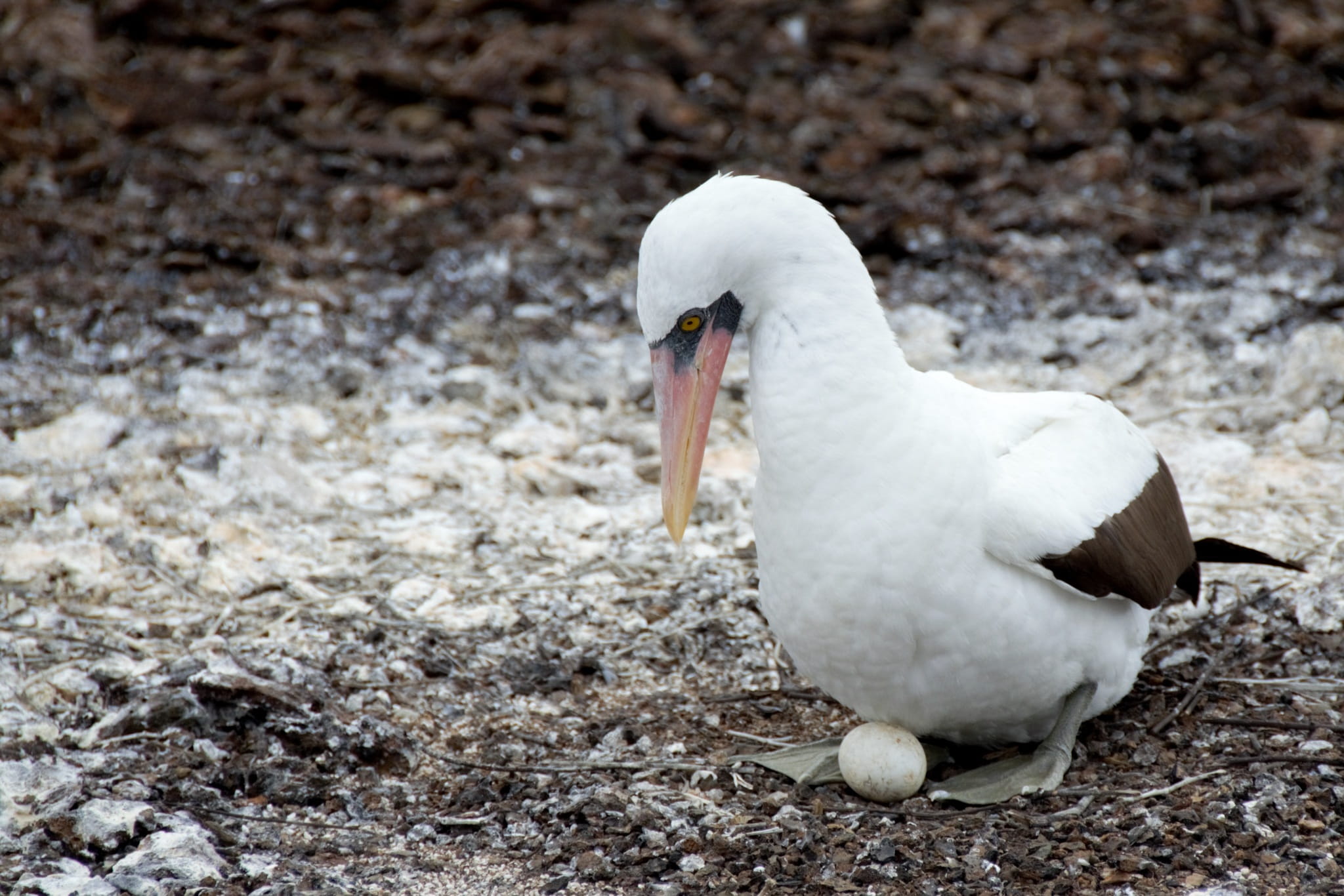 no people, white, 1080P, animal, animal themes, Wildlife, close-up, galapagos islands, field, land, dove - bird, focus on foreground, booby, Bird, animals in the wild, HD Wallpaper