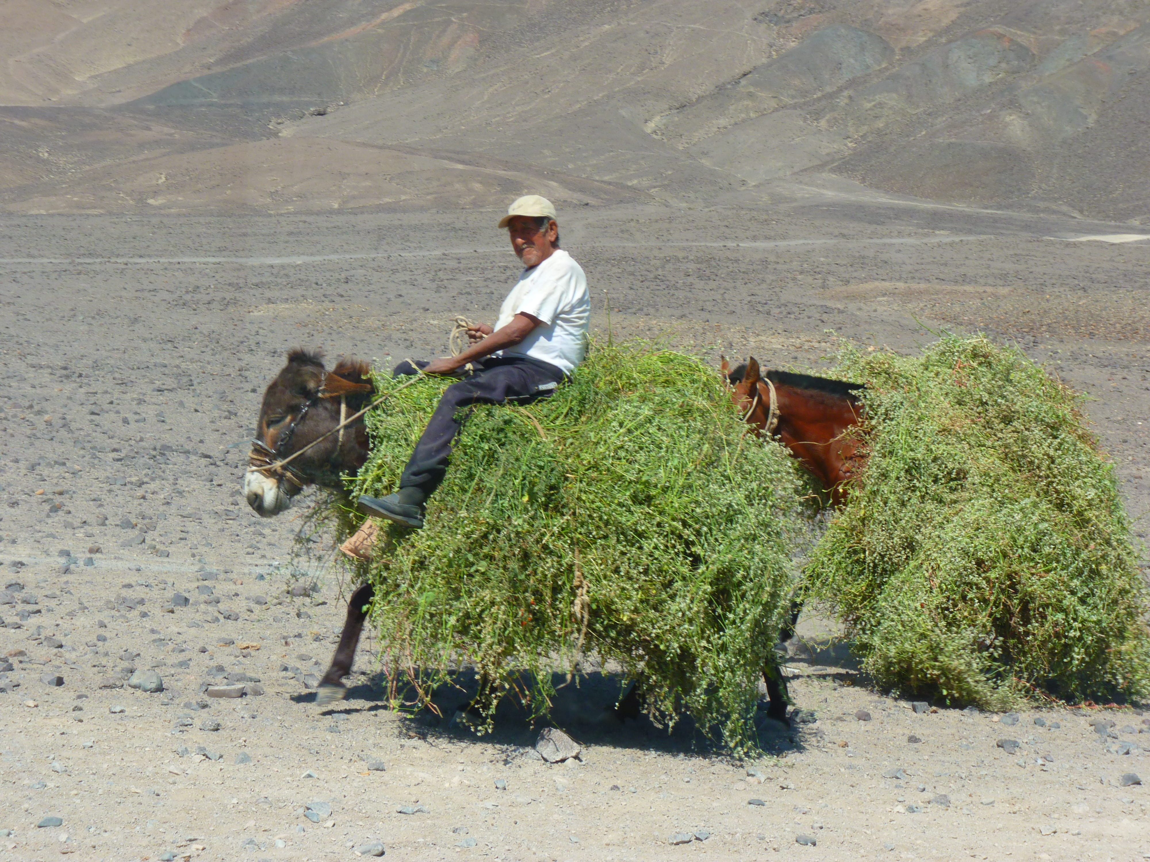 field, one man only, full length, real people, beast of burden, Last, farmer, males, occupation, nazca, domestic animals, day, agriculture, plant, 4K, HD Wallpaper