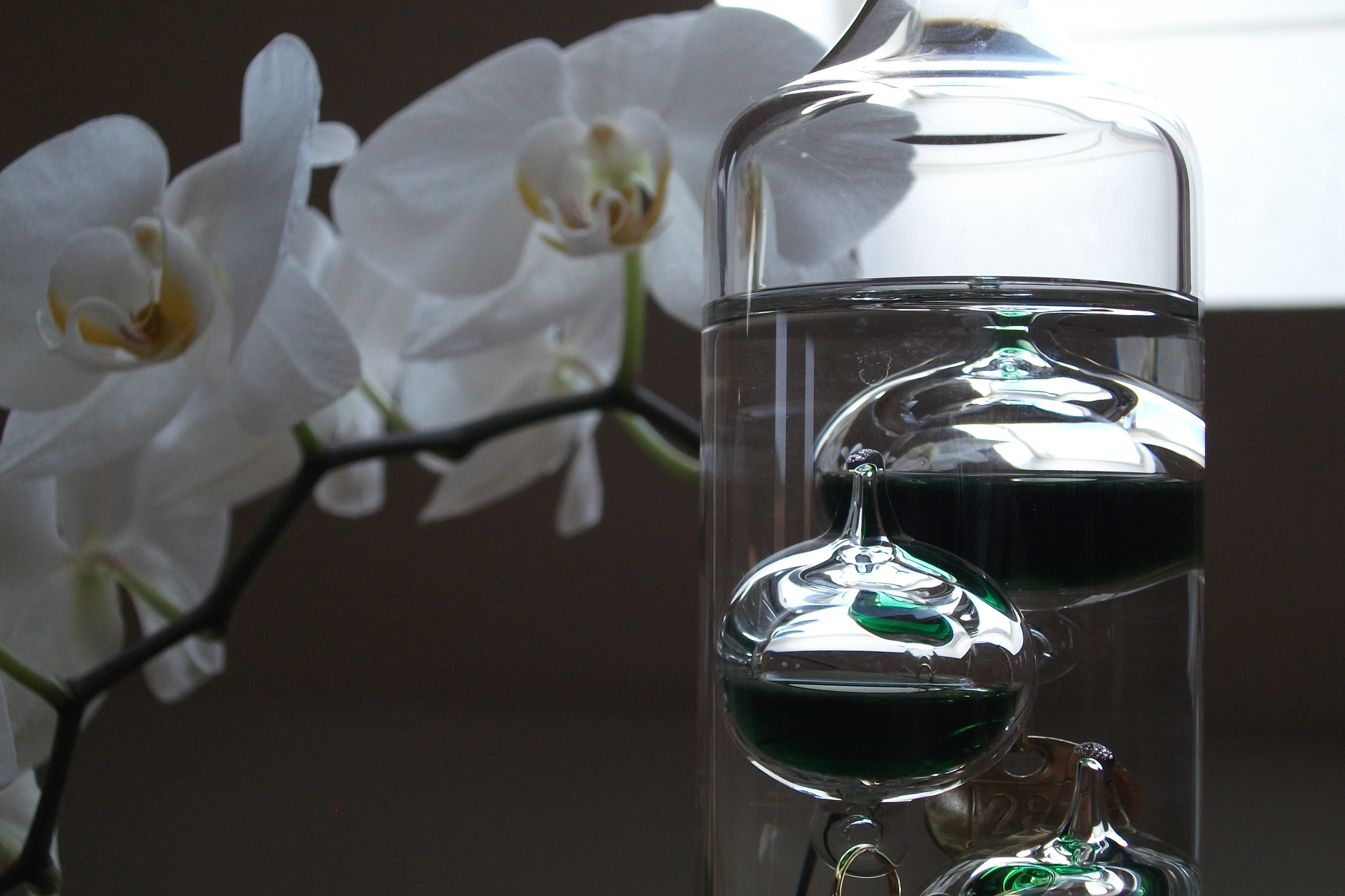 perfume sprayer, no people, fragility, freshness, flower, close-up, beauty in nature, modern, art image, focus on foreground, container, table, vulnerability, HD Wallpaper