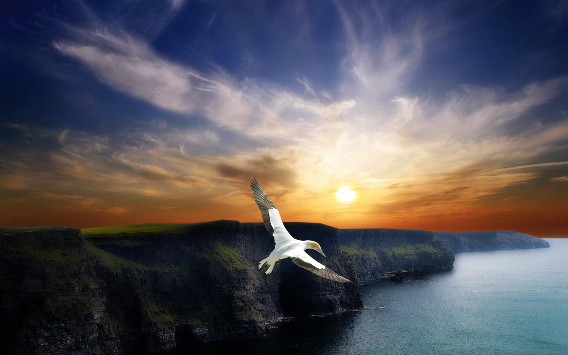 flight, 1080P, poster, eagle, d, wing, creative and graphics, HD Wallpaper