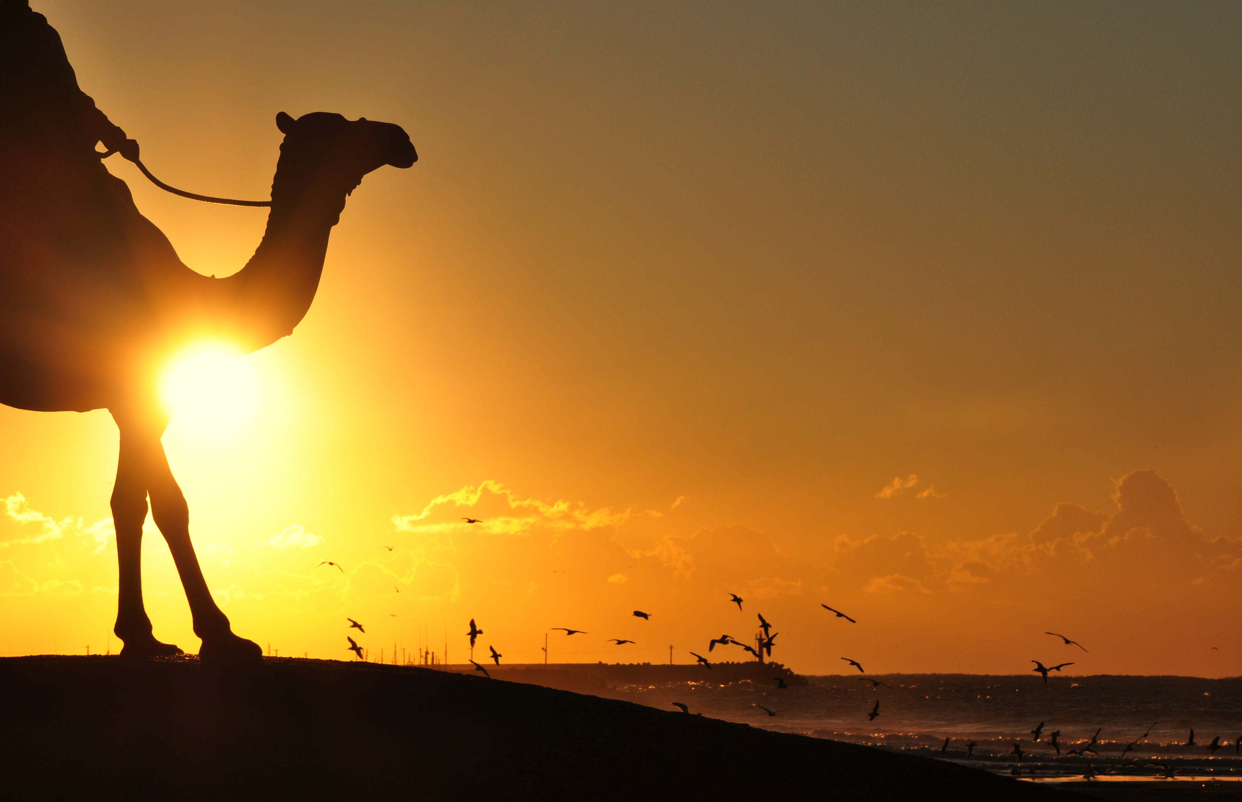 camel, birds, beach, land, dawn, dusk, light, sun, outdoors, animals in the wild, 4K, sunrise, beauty in nature, group of animals, sunlight, silhouette, HD Wallpaper