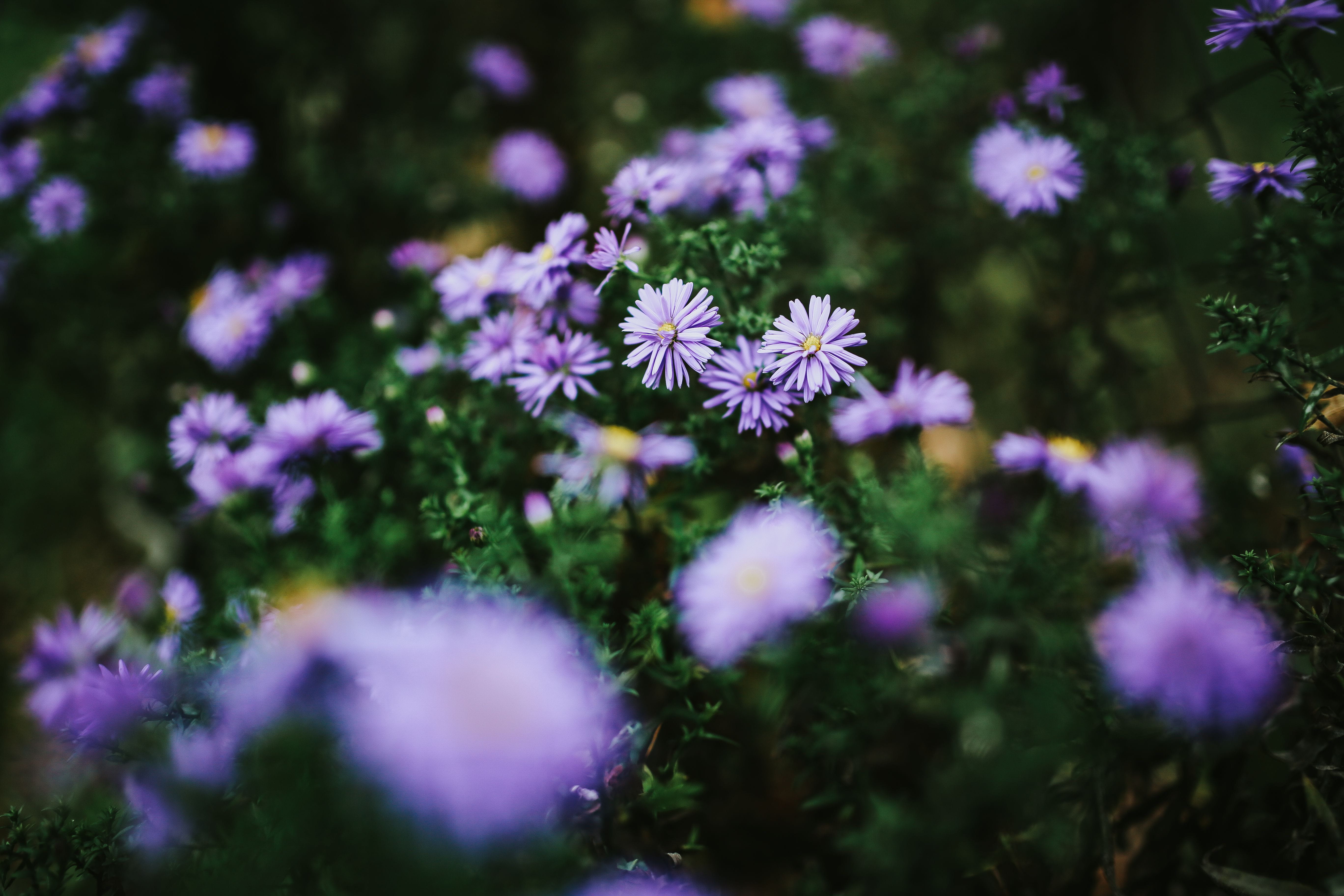 vulnerability, no people, green Color, close-ups, flowering plant, summer, violet, flora, close, petal, flowers, flower head, Purple, day, closeup, freshness, HD Wallpaper