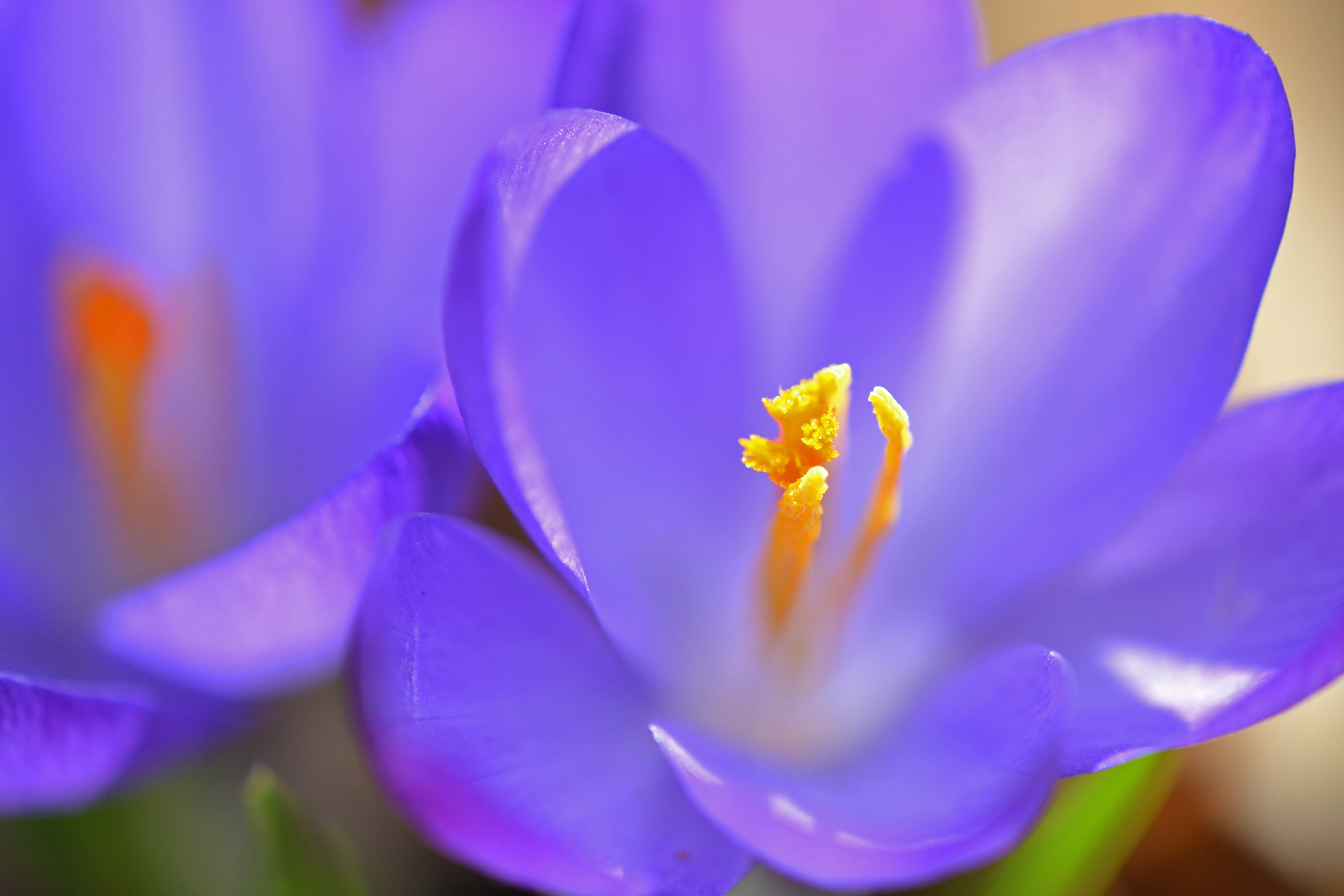 Color, nature, crocus, close, plant, beauty In Nature, petal, flower, flower Head, petaled, freshness, photo, 4K, close-up, flowers, purple, water Lily, HD Wallpaper