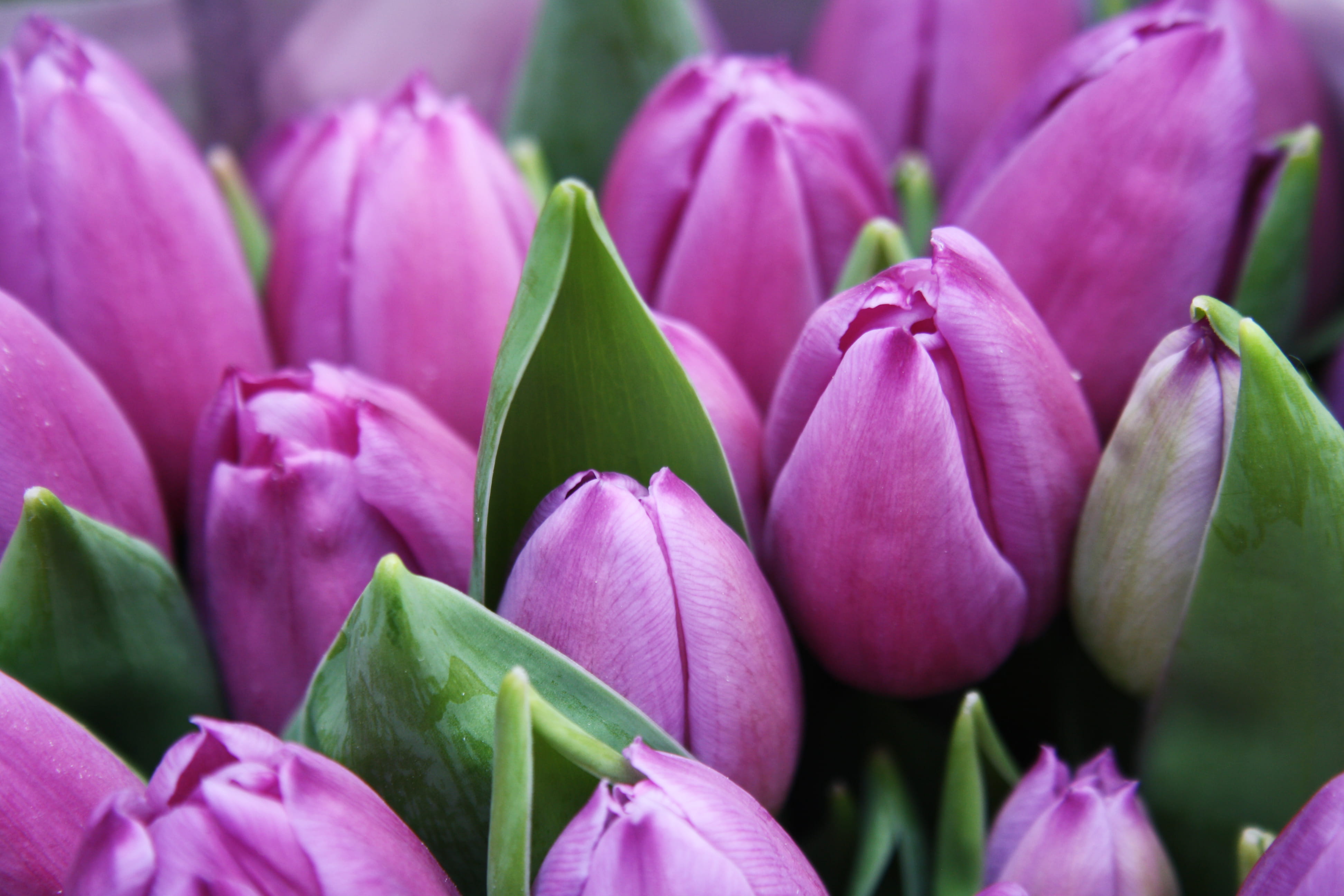 macro, photography, plant, petal, growth, photo, leaf, pink, springtime, beauty In Nature, close-up, buds, flowerbed, close up, plant part, close, pink Color, HD Wallpaper