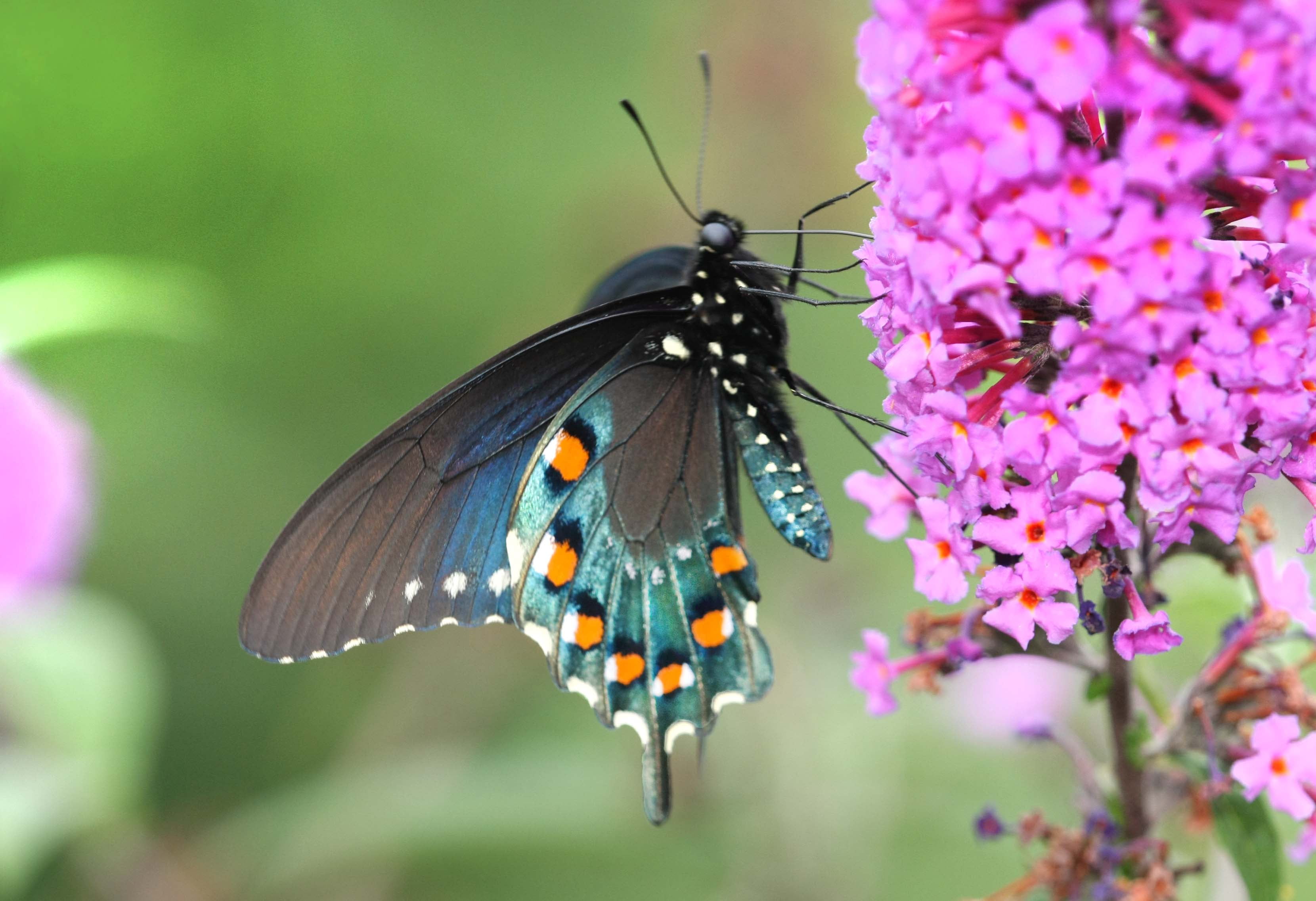 pink, swallowtail, animal Wing, flowers  North Carolina, insect, beauty In Nature, Pipevine Swallowtail, multi Colored, Thin Film Interference, butterfly, HD Wallpaper