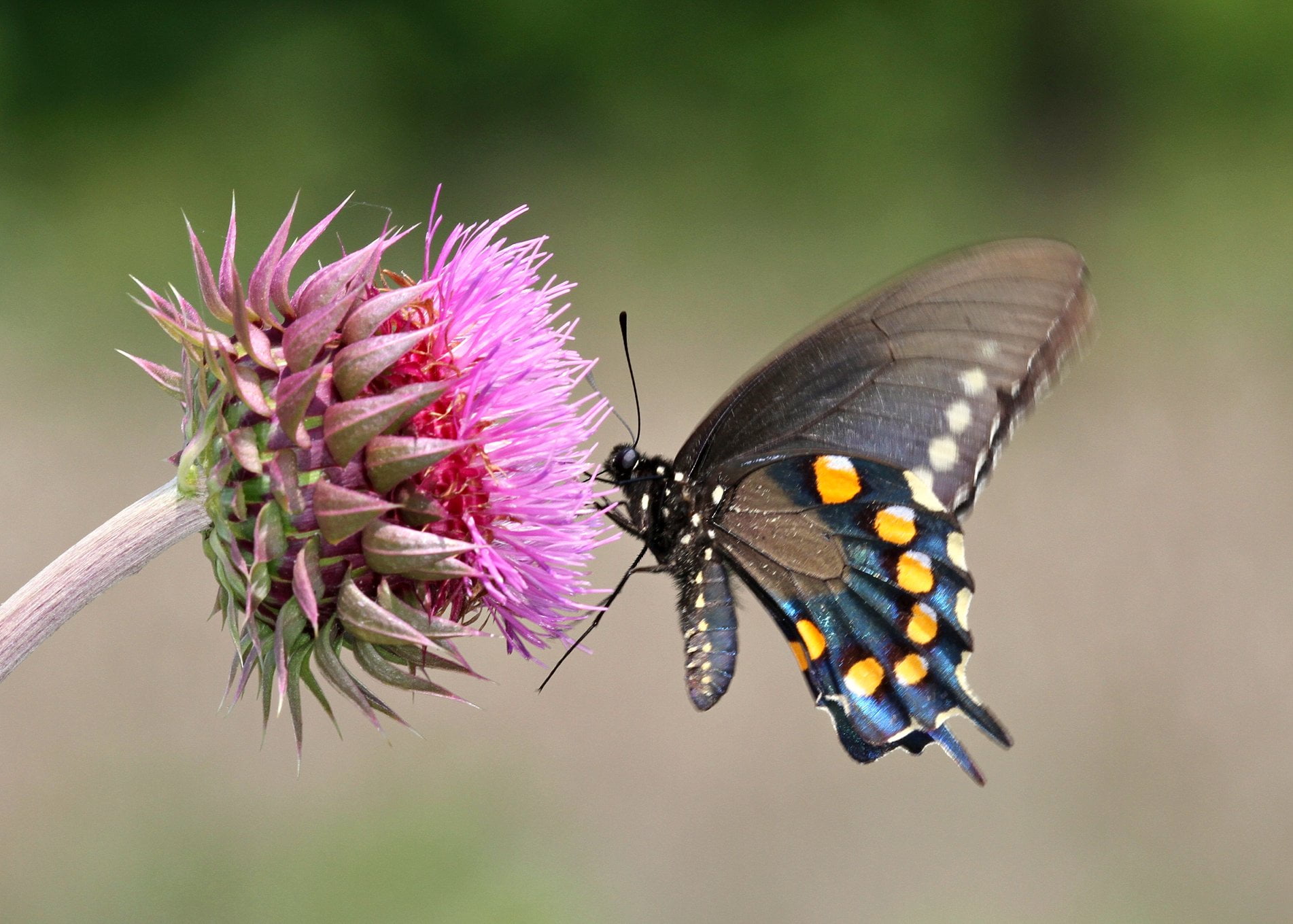 beauty In Nature, Battus philenor, Pipevine Swallowtail, photograph, insect, petaled, close-up, butterfly - Insect, summer, perched, animal Wing, Picnik, HD Wallpaper