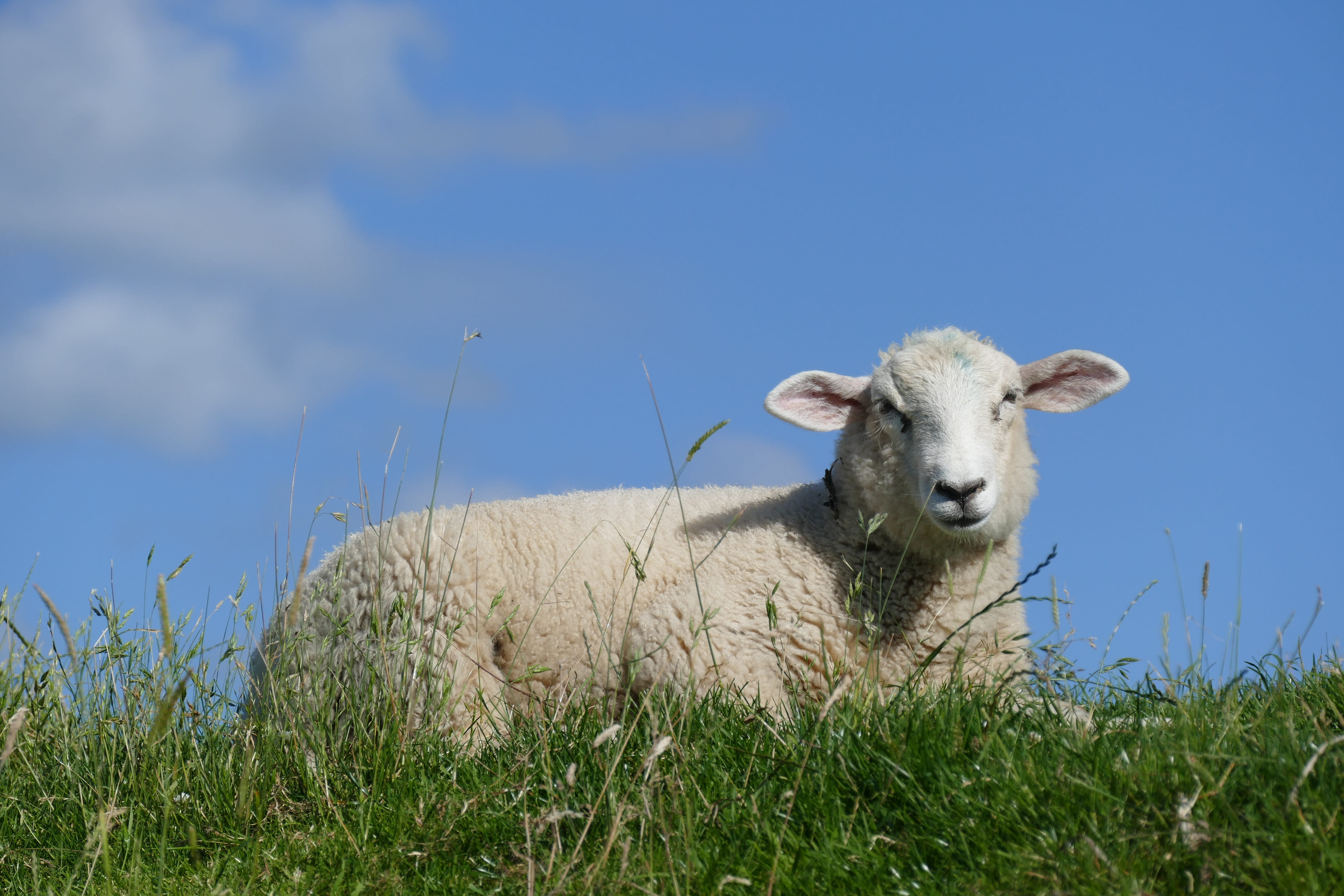 interference, herbivorous, plant, blue, animal head, vertebrate, sky, schleswig holstein, looking at camera, sunshine, pets, dike, nature, lamb, sheep, HD Wallpaper