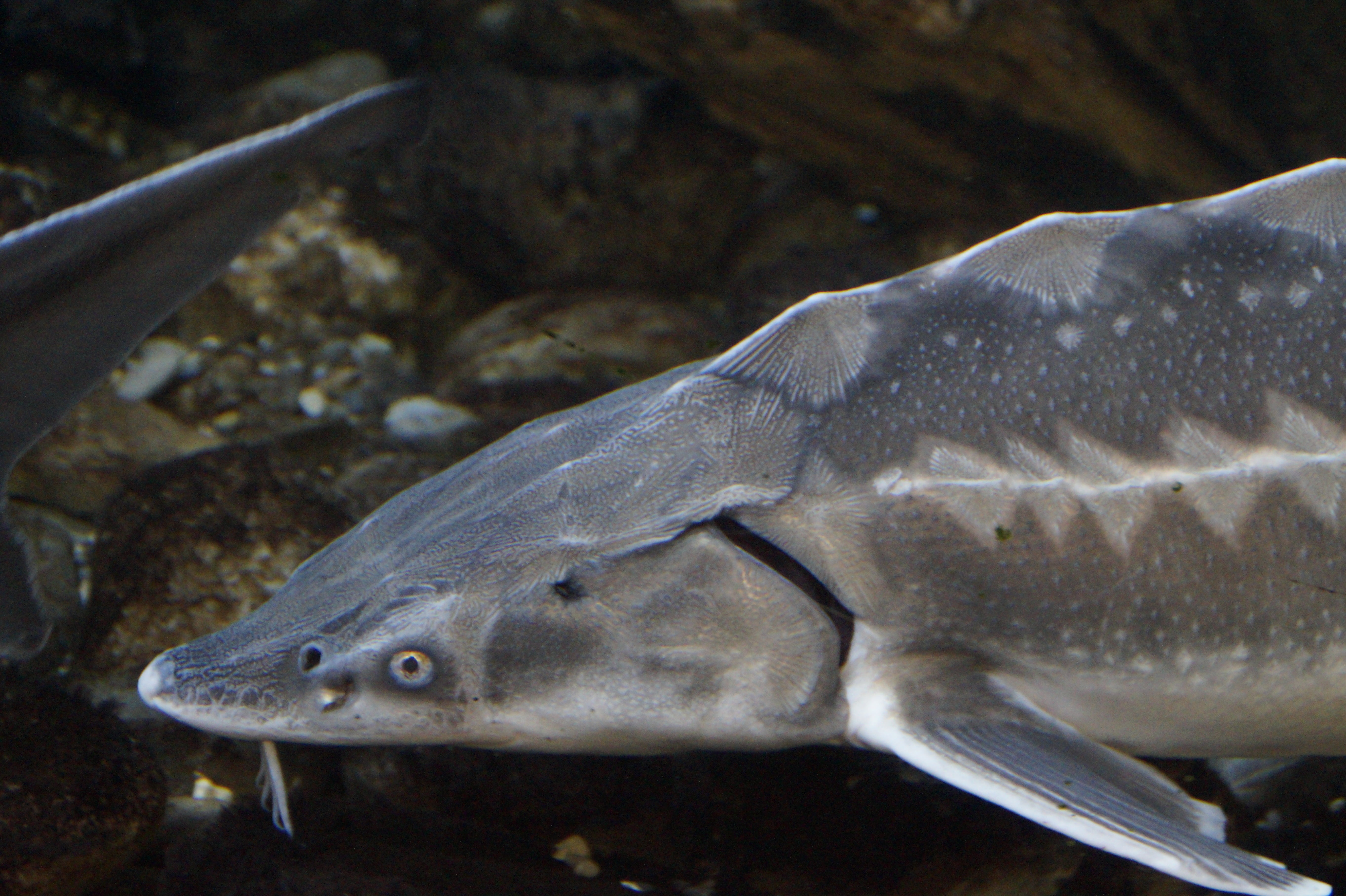 swim, animal themes, animal wildlife, marine, vertebrate, swimming, river, water, sea, close-up, one animal, fish, head, underwater, animal, sea life, animal body part, HD Wallpaper