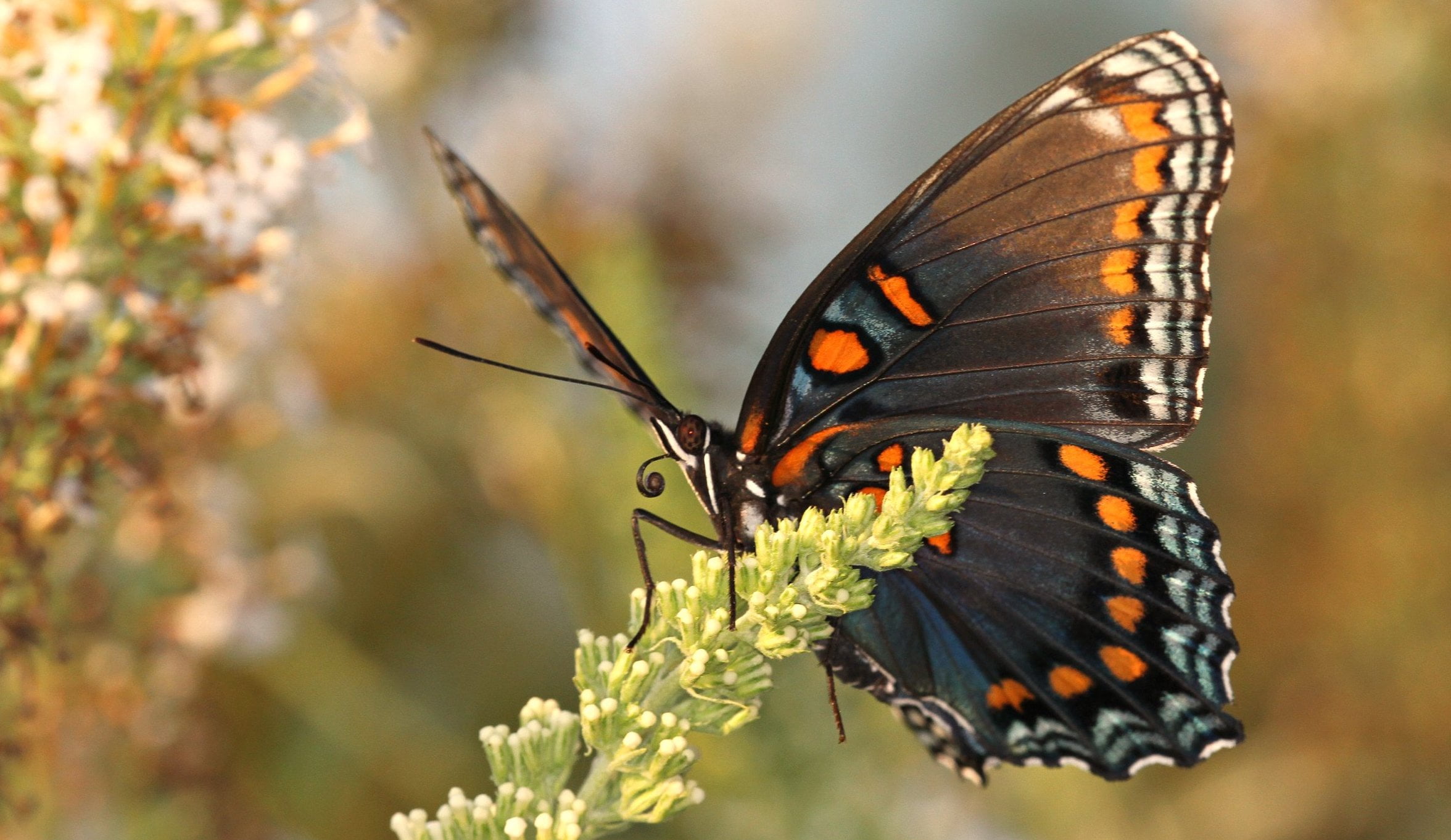 nature, beauty In Nature, 1080P, animal Wing, green, mimic, animal, white butterfly, insect, pipevine swallowtail, white, frequency, TFI, Richmond County, HD Wallpaper