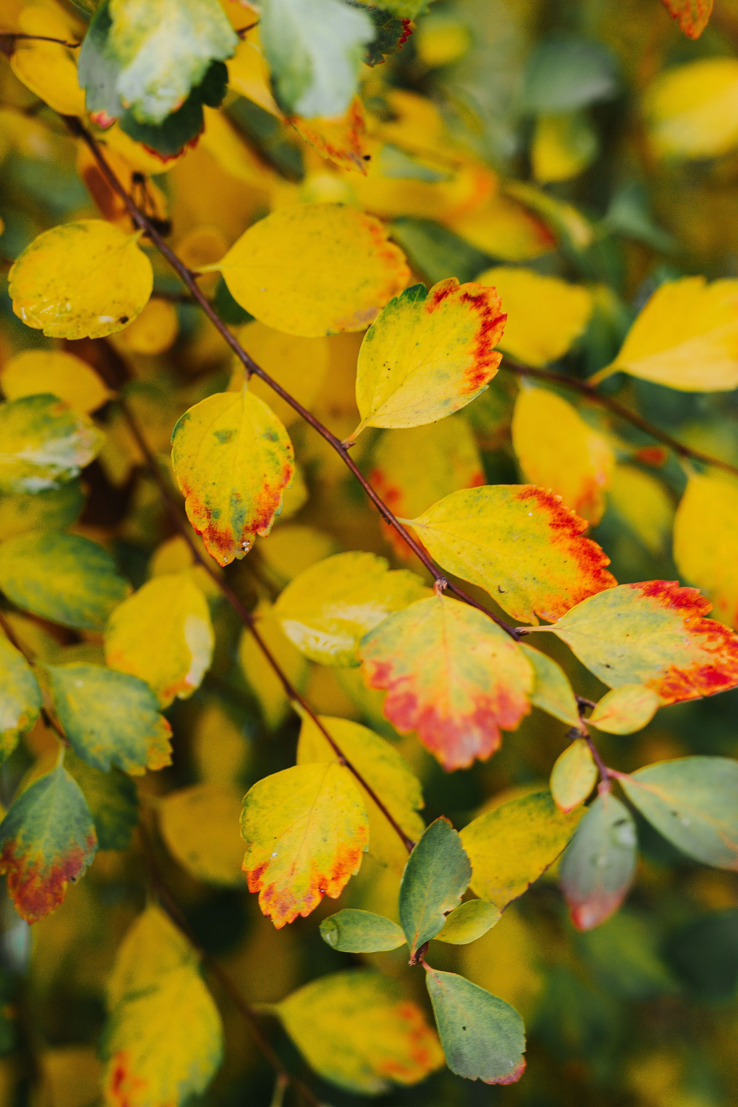 vibrant Color, branch, colors, close-up, selective focus, season, green Color, flowering plant, no People, green, bush, beauty In Nature, brown, growth, Phone HD Wallpaper
