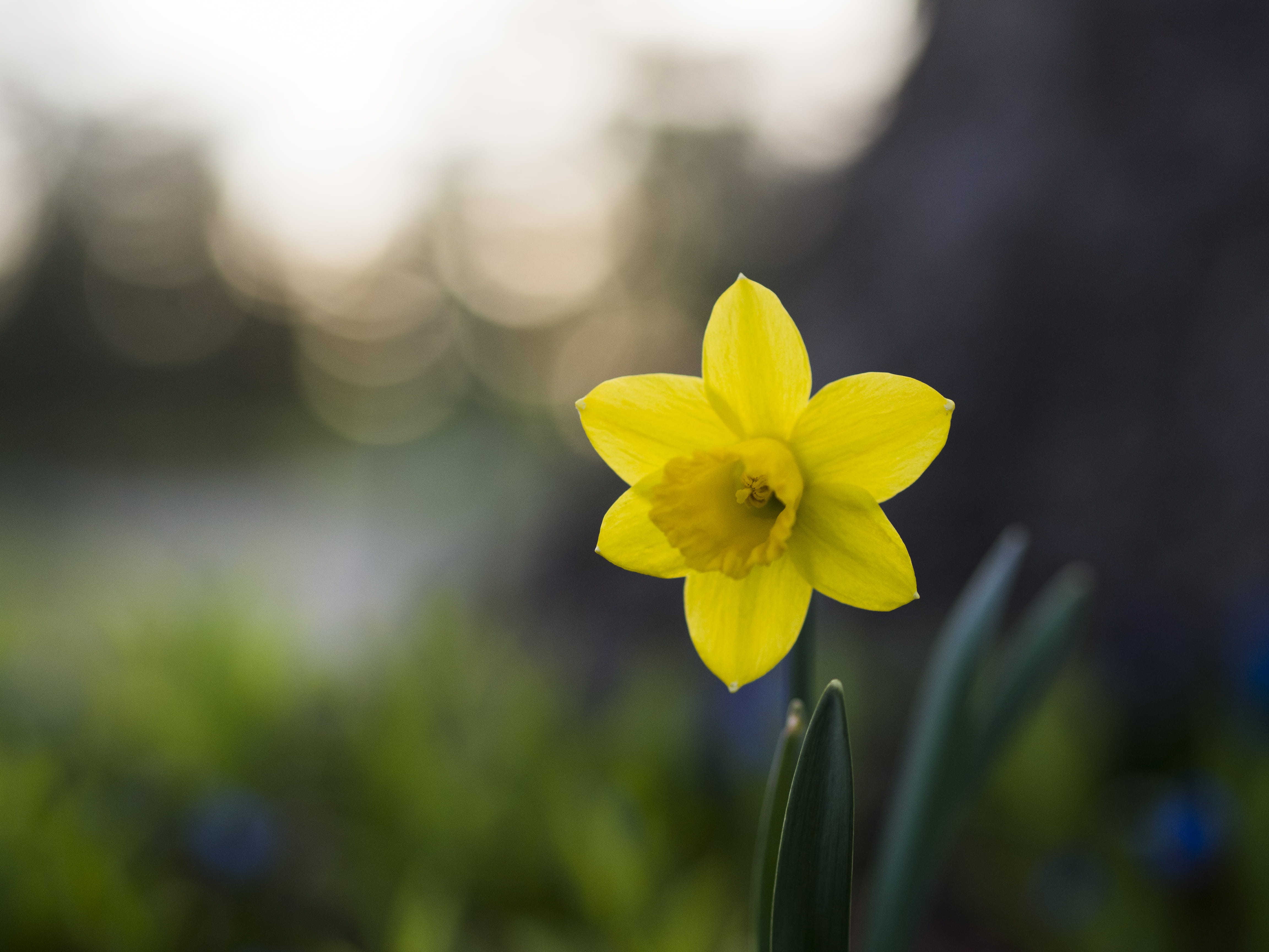 beauty In Nature, vulnerability, flowering plant, close-up, green, green Color, nature, flower, shallow, day, photo, petaled, 4K, springtime, freshness, HD Wallpaper