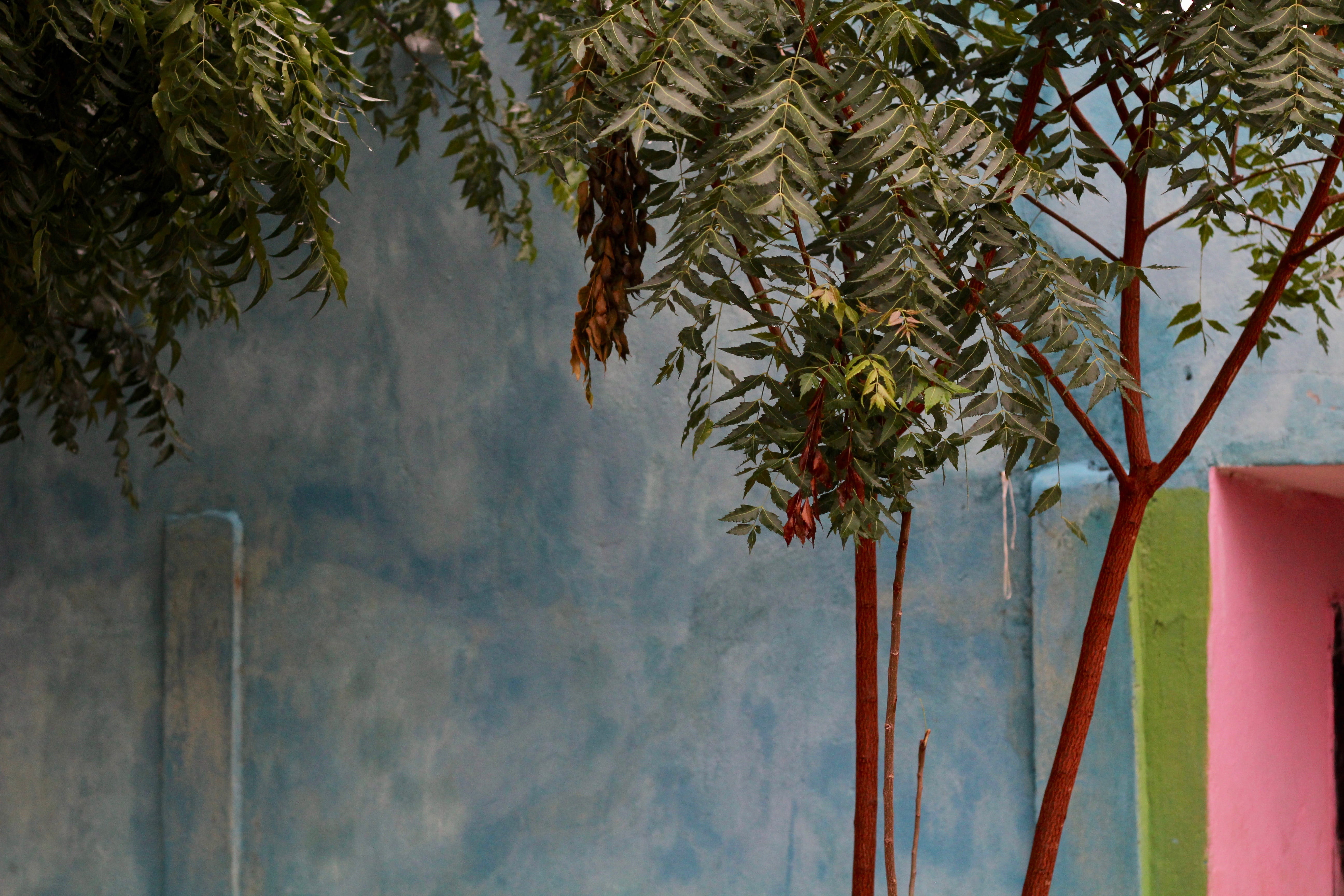 painting, branch, handrail, plant part, palm tree, plant, tree trunk, abies, outdoors, built structure, conifer, wall - building feature, red, green, tree, HD Wallpaper