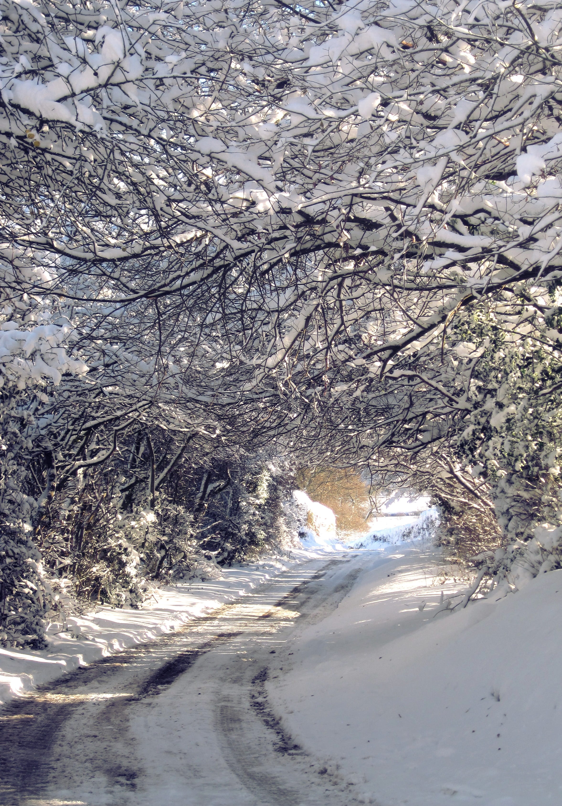 scenics - nature, ice, trees, track, frost, tree, white color, frozen, winter, land, landscape, snowcapped mountain, outdoor, countryside, nature, tunnel, Phone HD Wallpaper