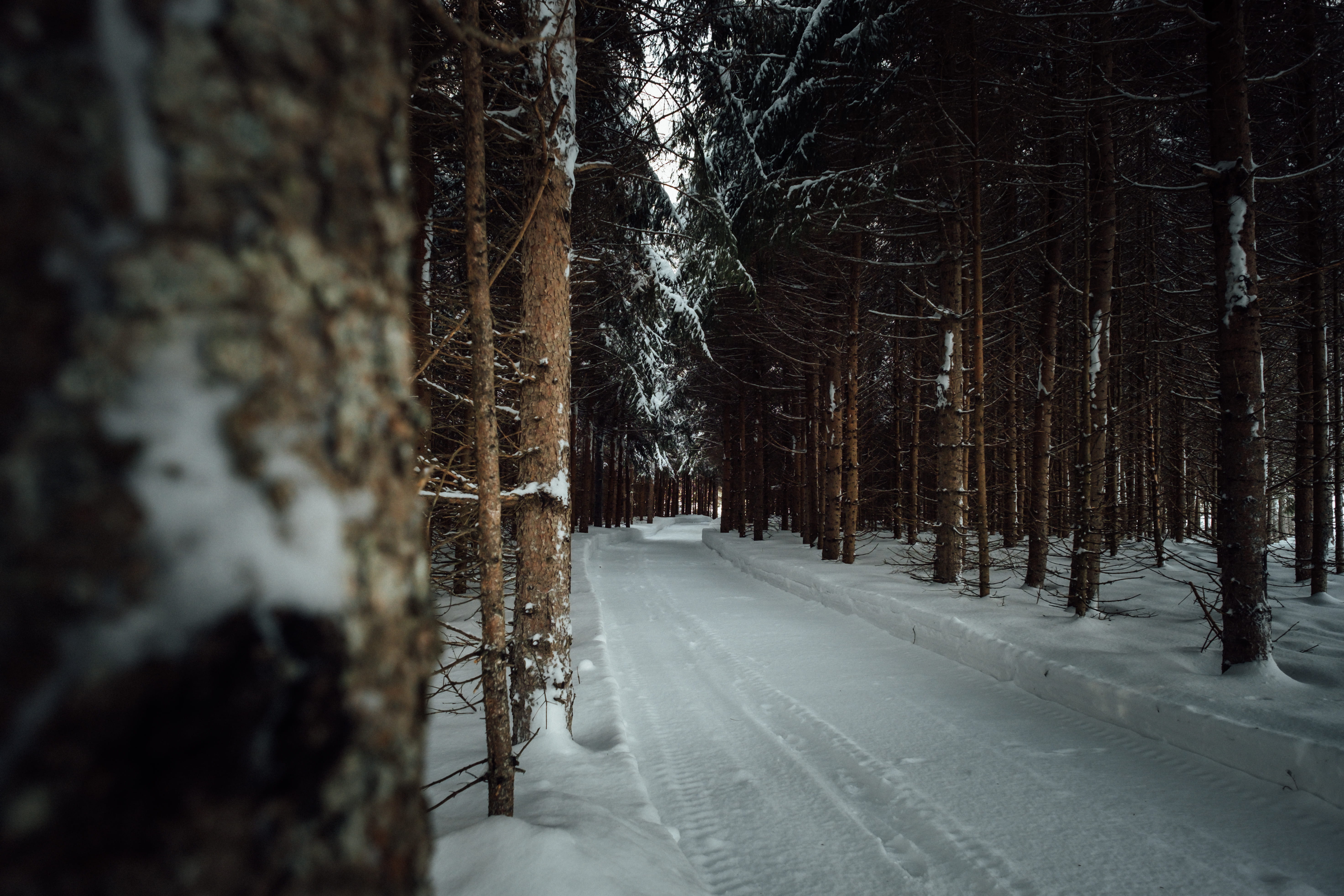 hidden, around the corner, trees, land, snowing, fir, direction, around the bend, cold, plant, scenery, cold temperature, 5K, bare tree, woodland, covering, HD Wallpaper
