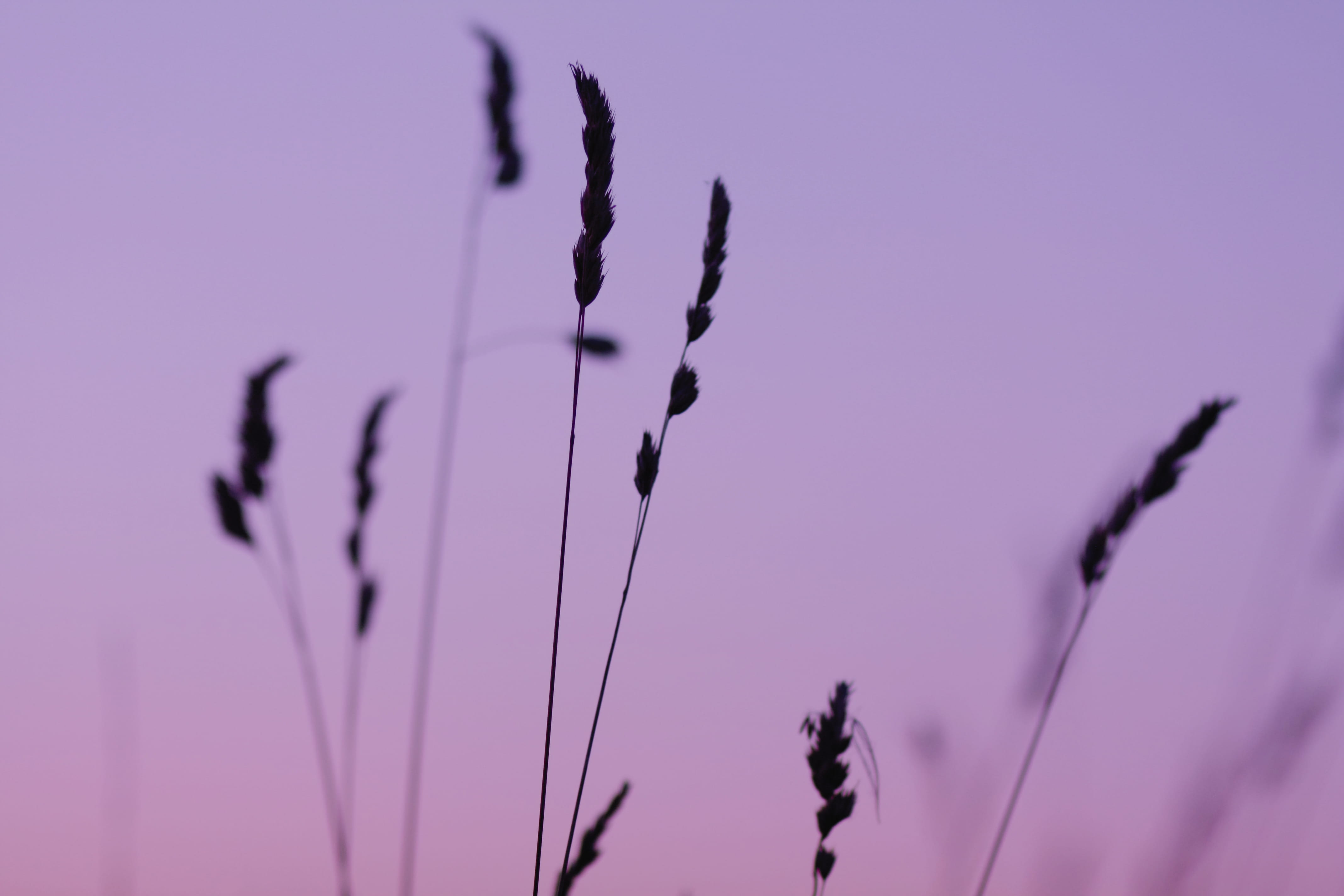 nature, selective focus, close-up, plant, day, minsk, 4K, flowering plant, focus on foreground, growth, vulnerability, sky, plant stem, purple, low angle view, HD Wallpaper
