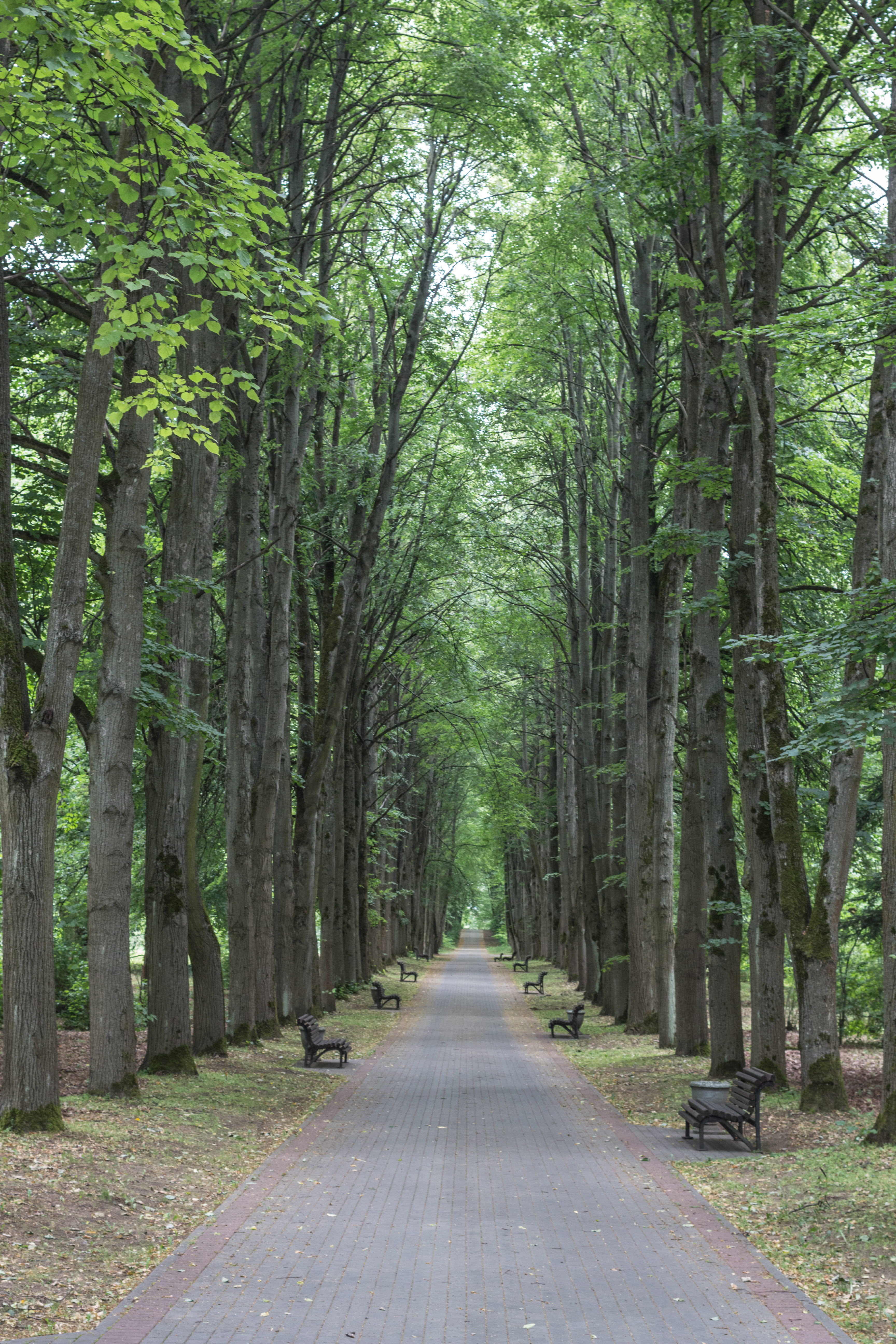 growth, nature, garden, footpath, treelined, no people, long, belarus, tranquility, outdoors, 5K, woodland, forest, the way forward, landscape, tree trunk, Phone HD Wallpaper