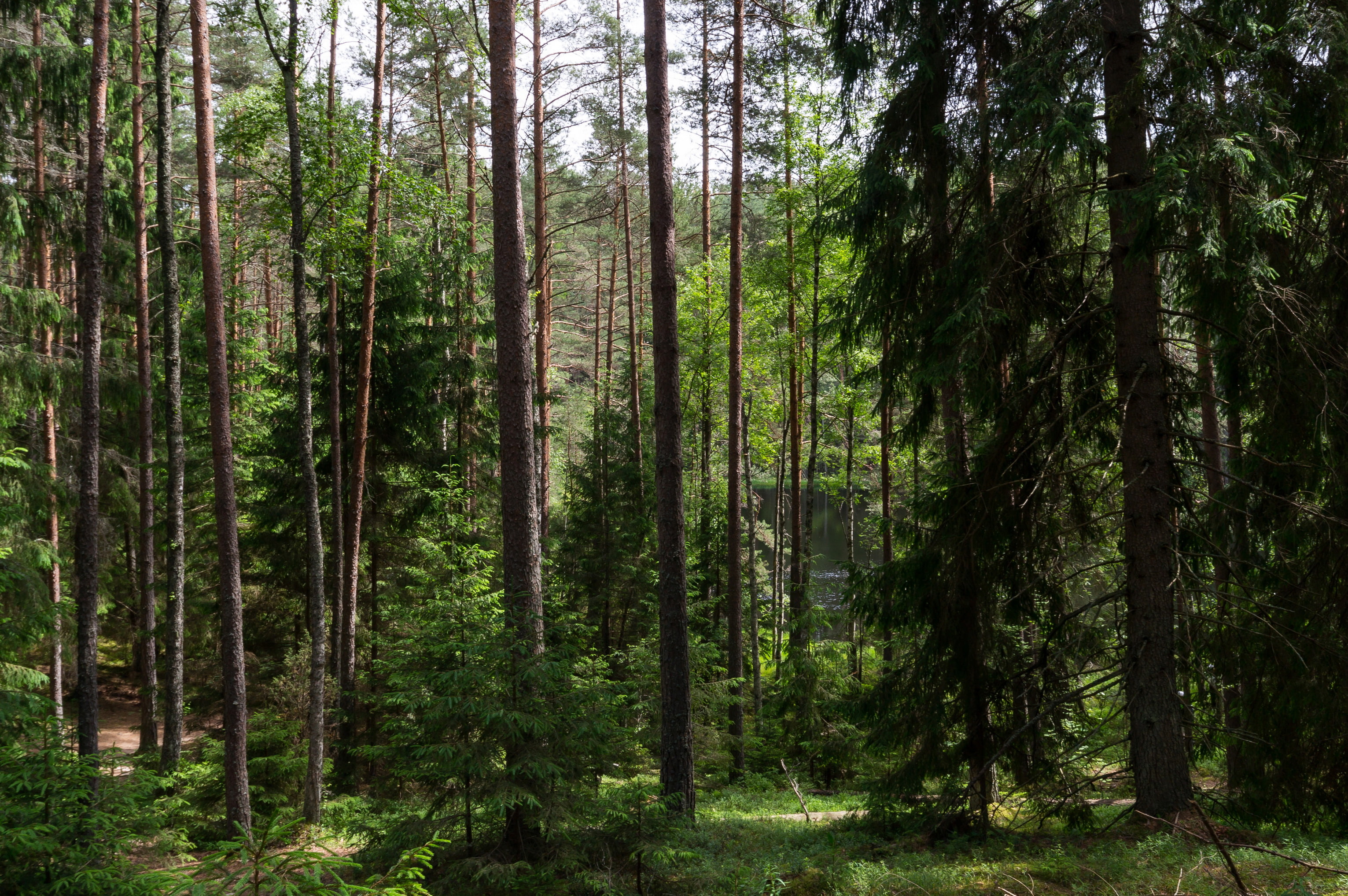 nature, 2K, belarus, trees, forests, HD Wallpaper