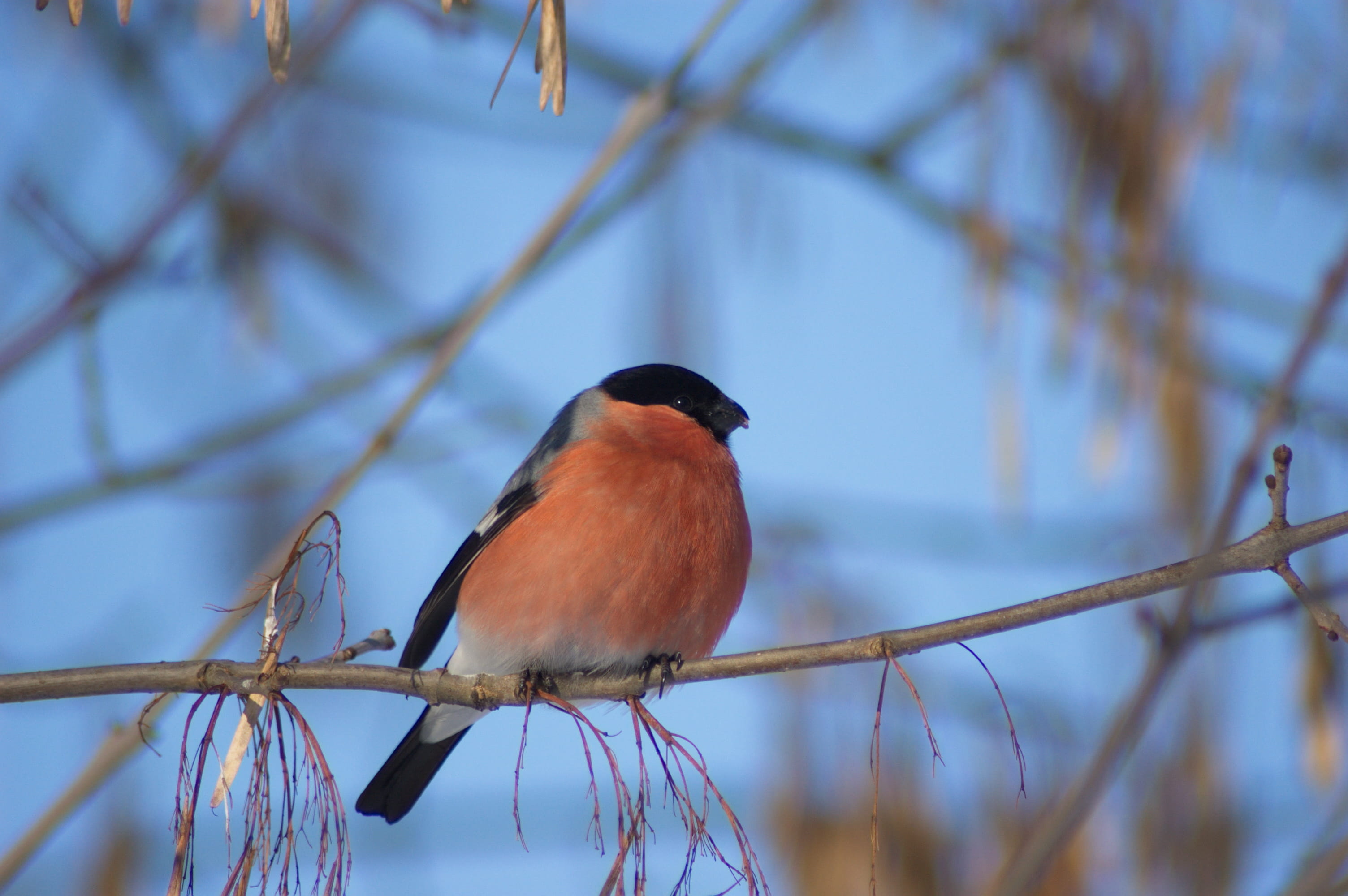 vertebrate, belarus, bird, focus on foreground, birds, animal wildlife, close-up, nature, branch, one animal, bullfinch, perching, outdoors, 2K, no people, HD Wallpaper