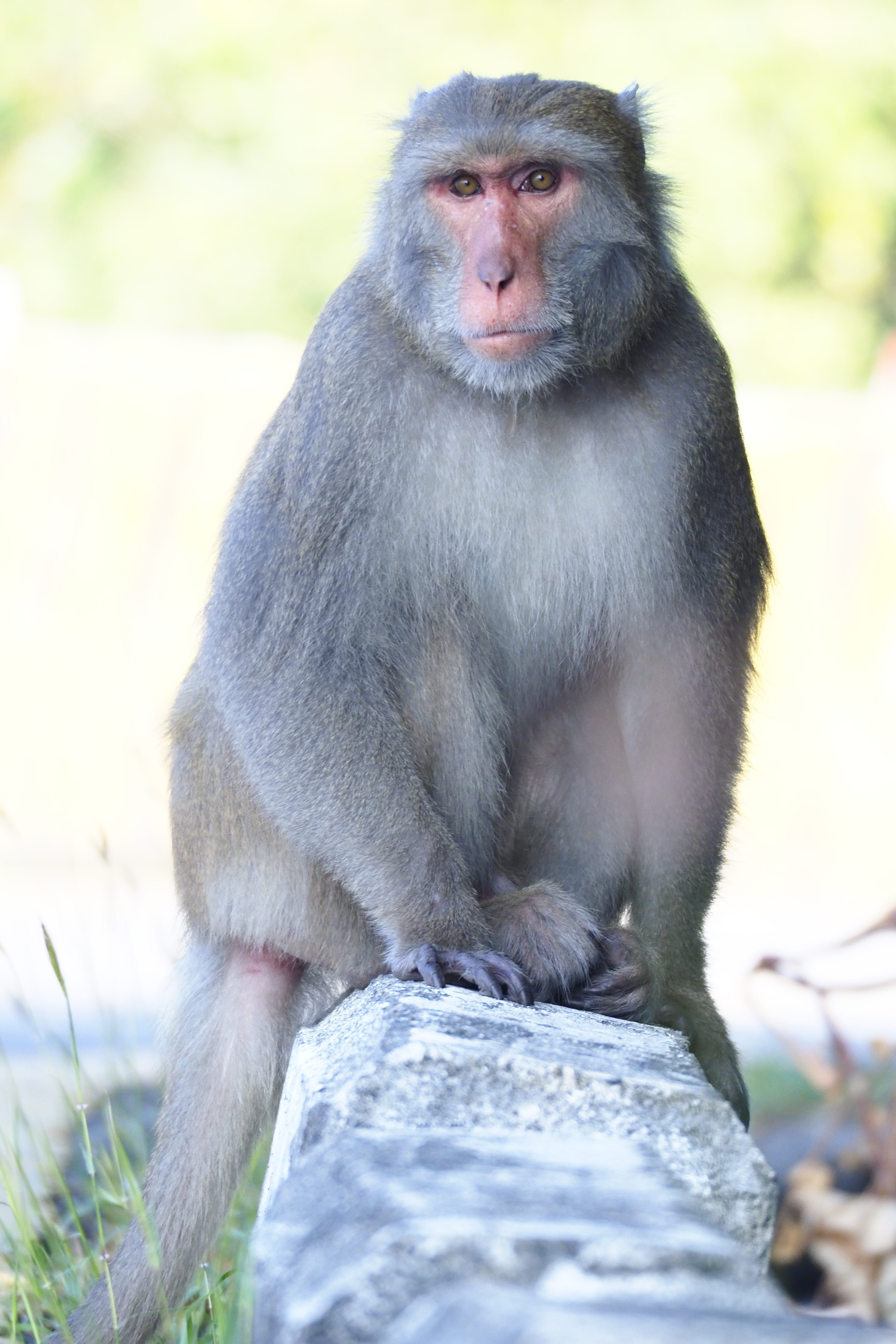 pet, sitting, taiwan, focus on foreground, monkey, one animal, rock, day, natural, looking away, no people, animals in the wild, primates, animal wildlife, Phone HD Wallpaper
