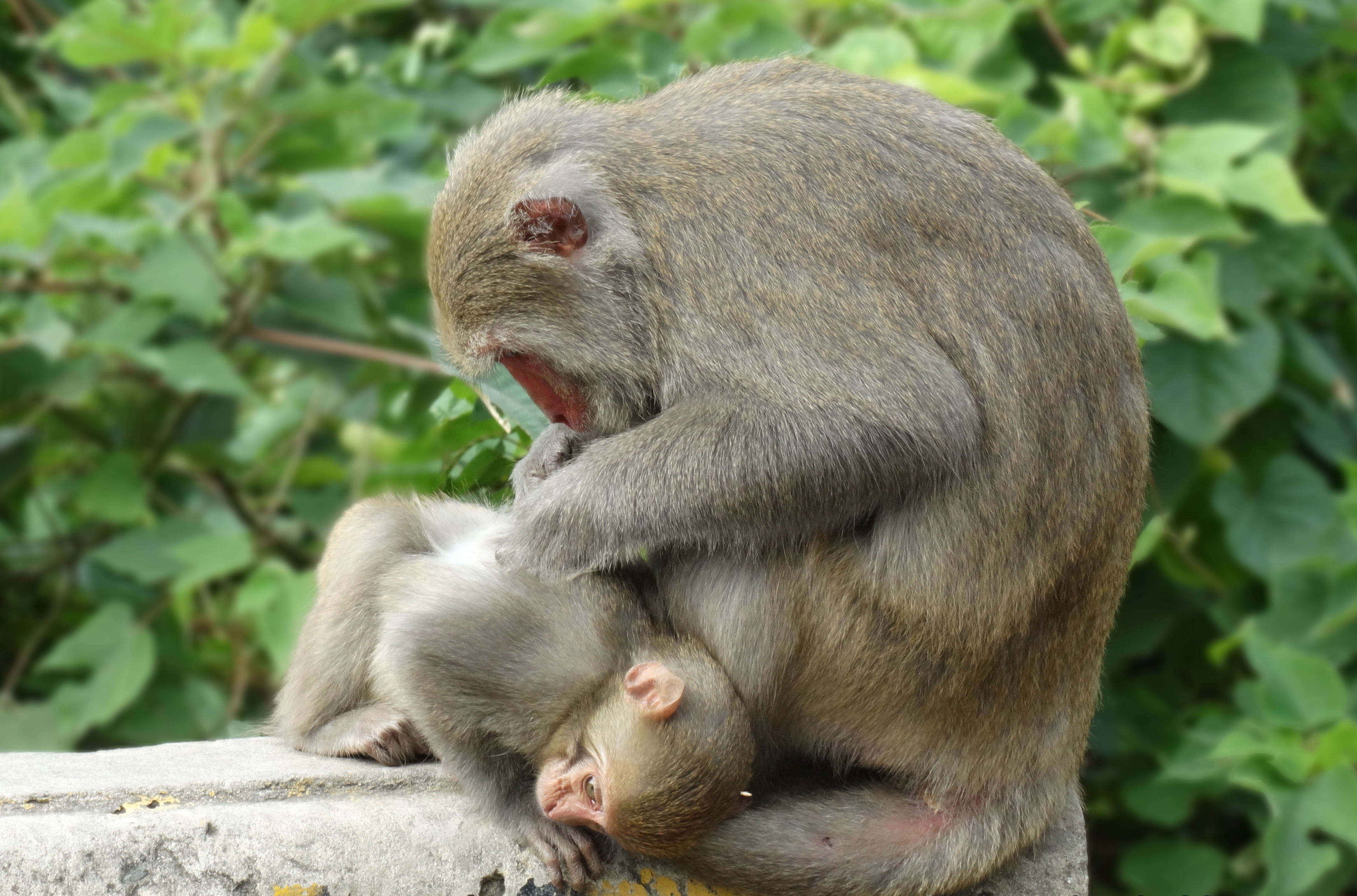 animal wildlife, plant, primate, care, 4K, two animals, animal, kaohsiung, group of animals, monkey, togetherness, young animal, animal family, animals in the wild, HD Wallpaper