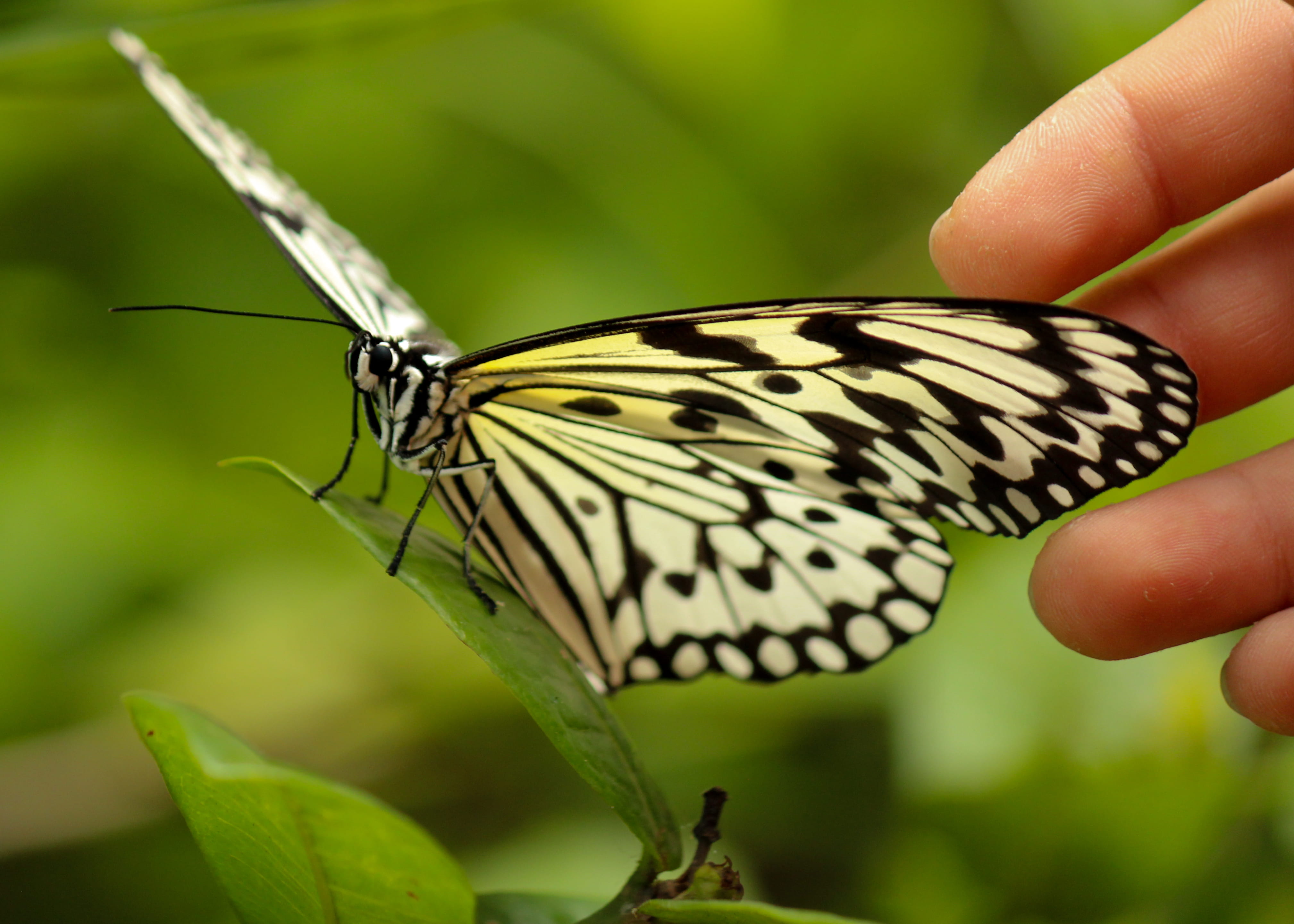 kaohsiung city, animal wing, animal, human body part, one person, animals in the wild, butterfly, holding, 4K, human hand, borisworkshop, body part, finger, HD Wallpaper
