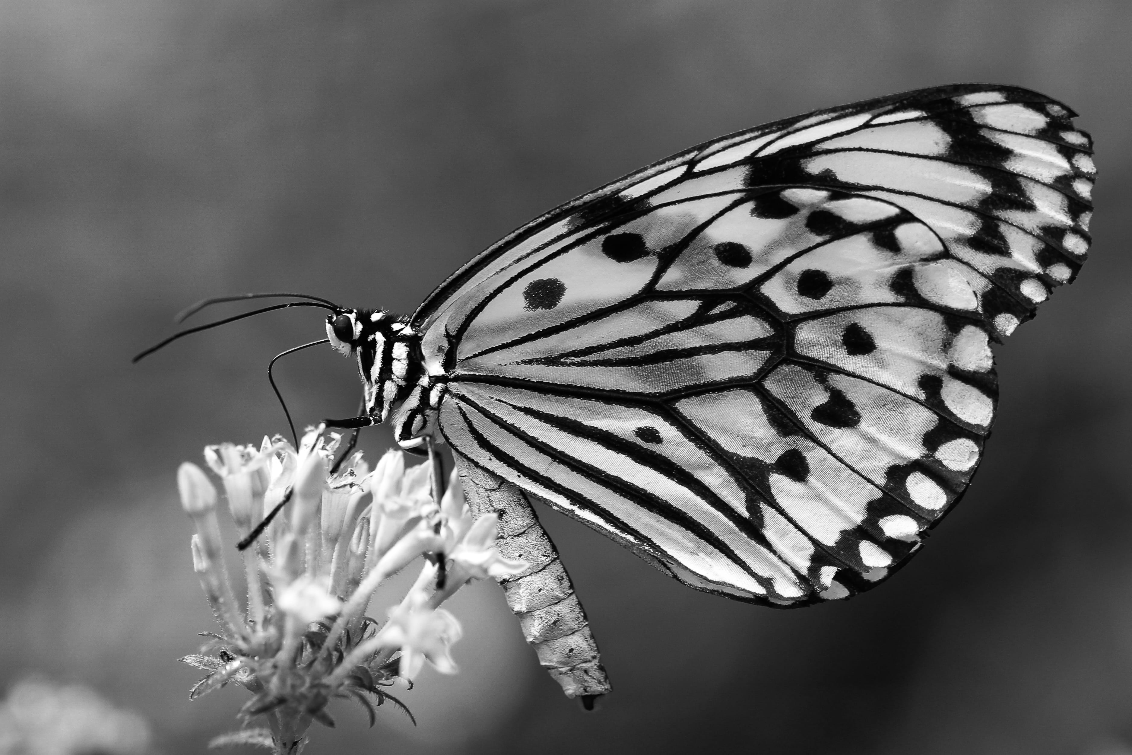 black, animal wildlife, pollination, butterfly - insect, white, insect, black and white, animals in the wild, plant, vulnerability, flower head, one animal, HD Wallpaper