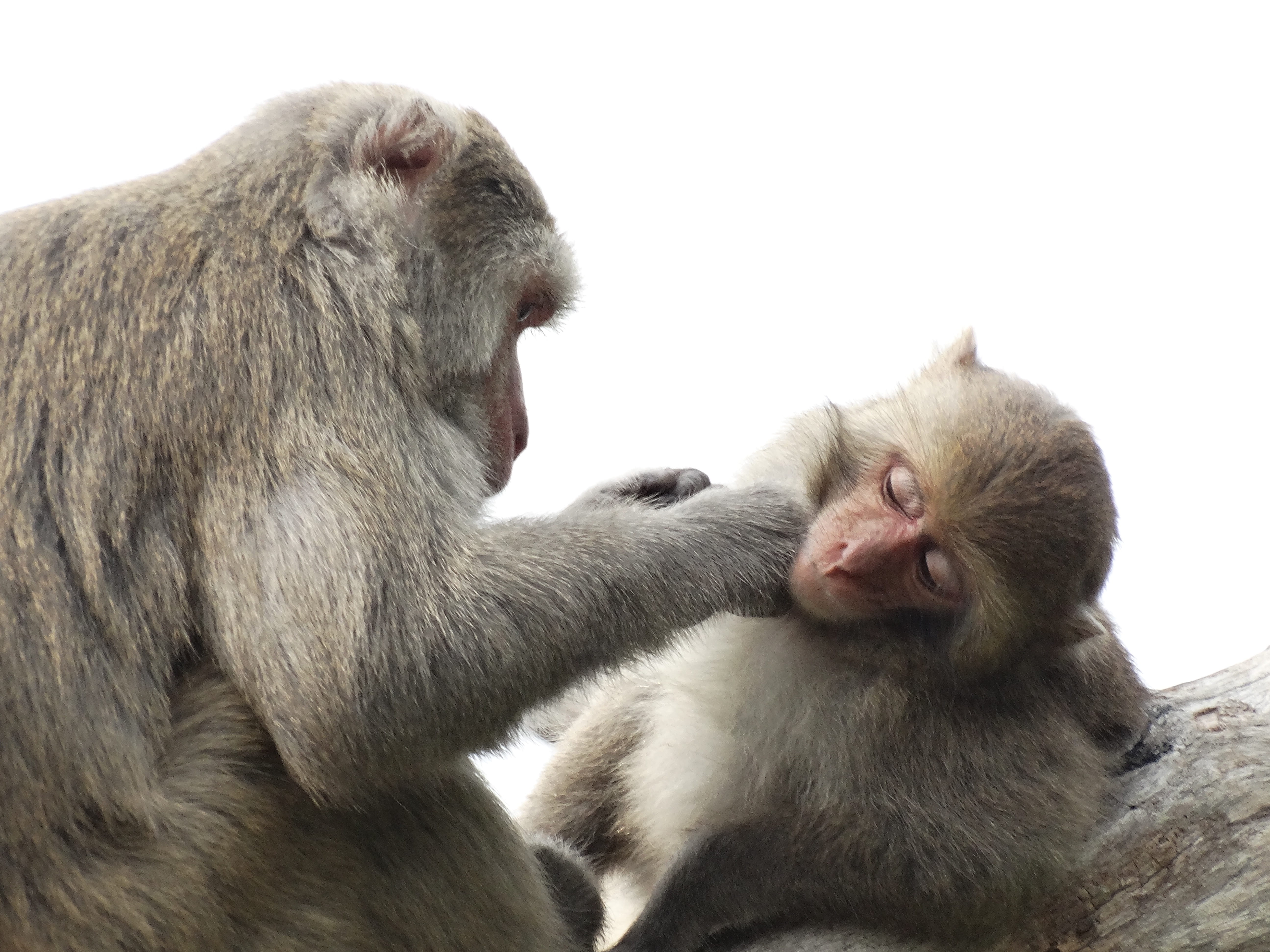 nature, taiwan macaques, animals in the wild, monkey, mammal, animal themes, group of animals, no people, two animals, primate, 5K, togetherness, animal family, HD Wallpaper