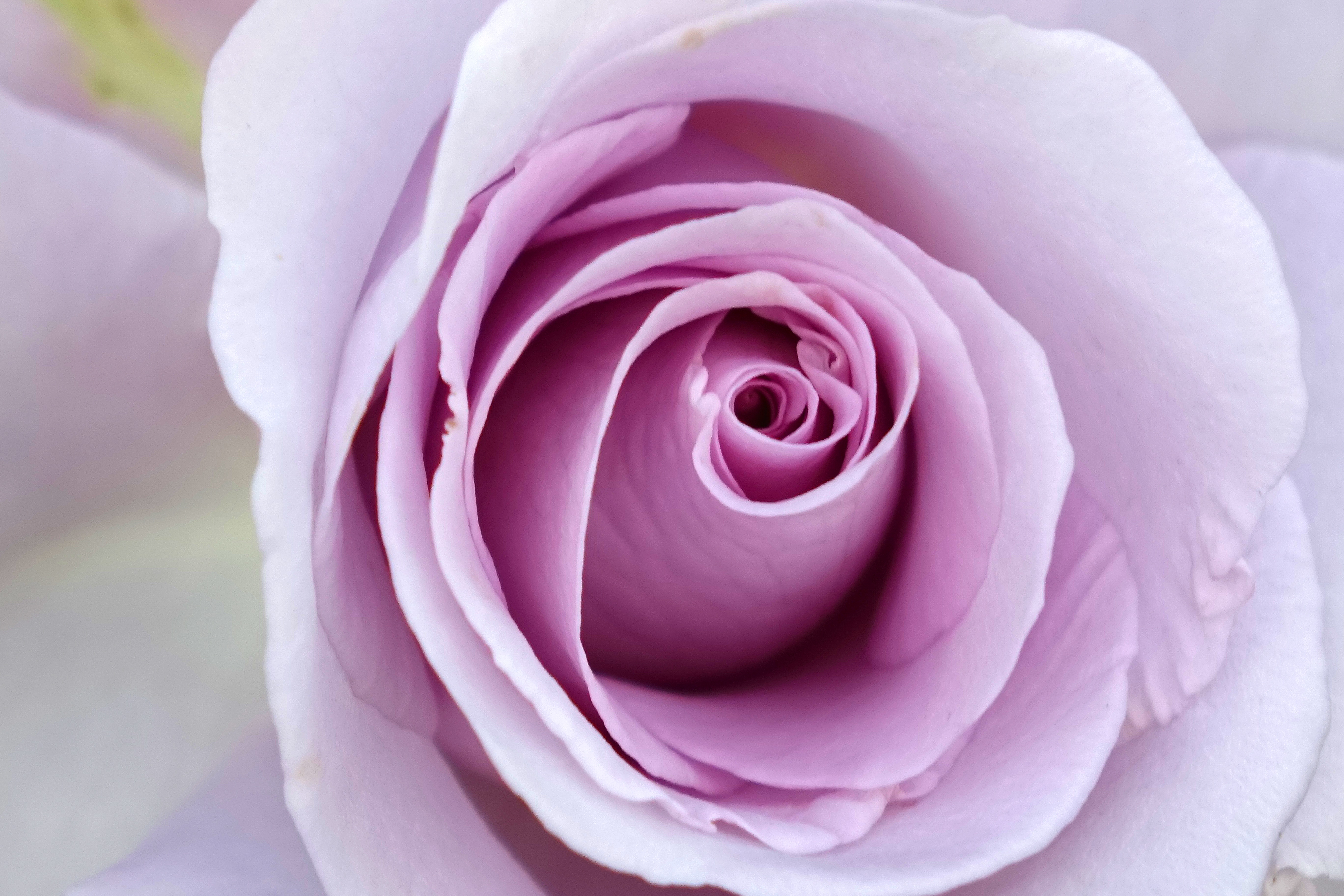 rosa multiflora, flower, springtime, softness, vulnerability, flowering plant, no people, rose, freshness, close-up, plant, soft focus, edible, pink Color, HD Wallpaper