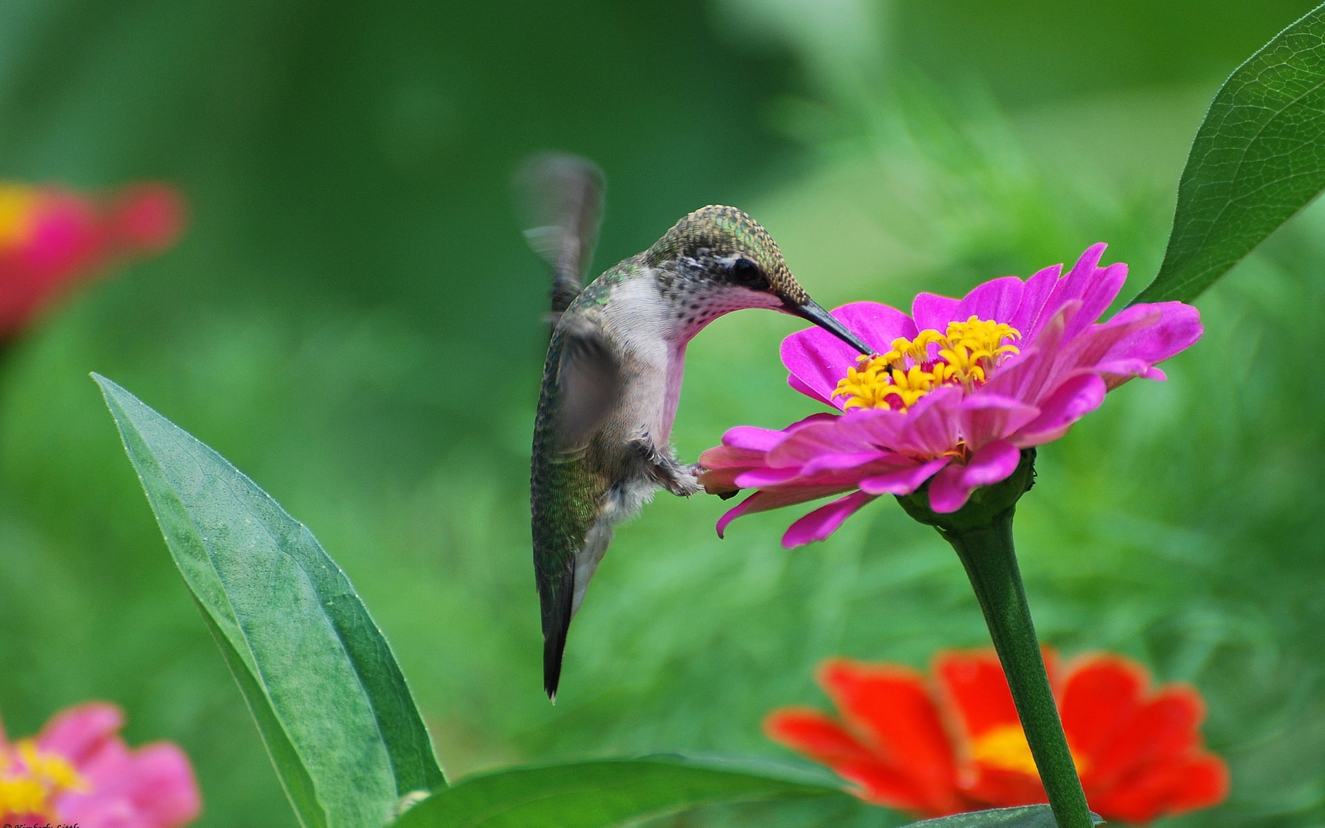 Nectar, Hummingbird, Flower, 1080P, Pink, HD Wallpaper