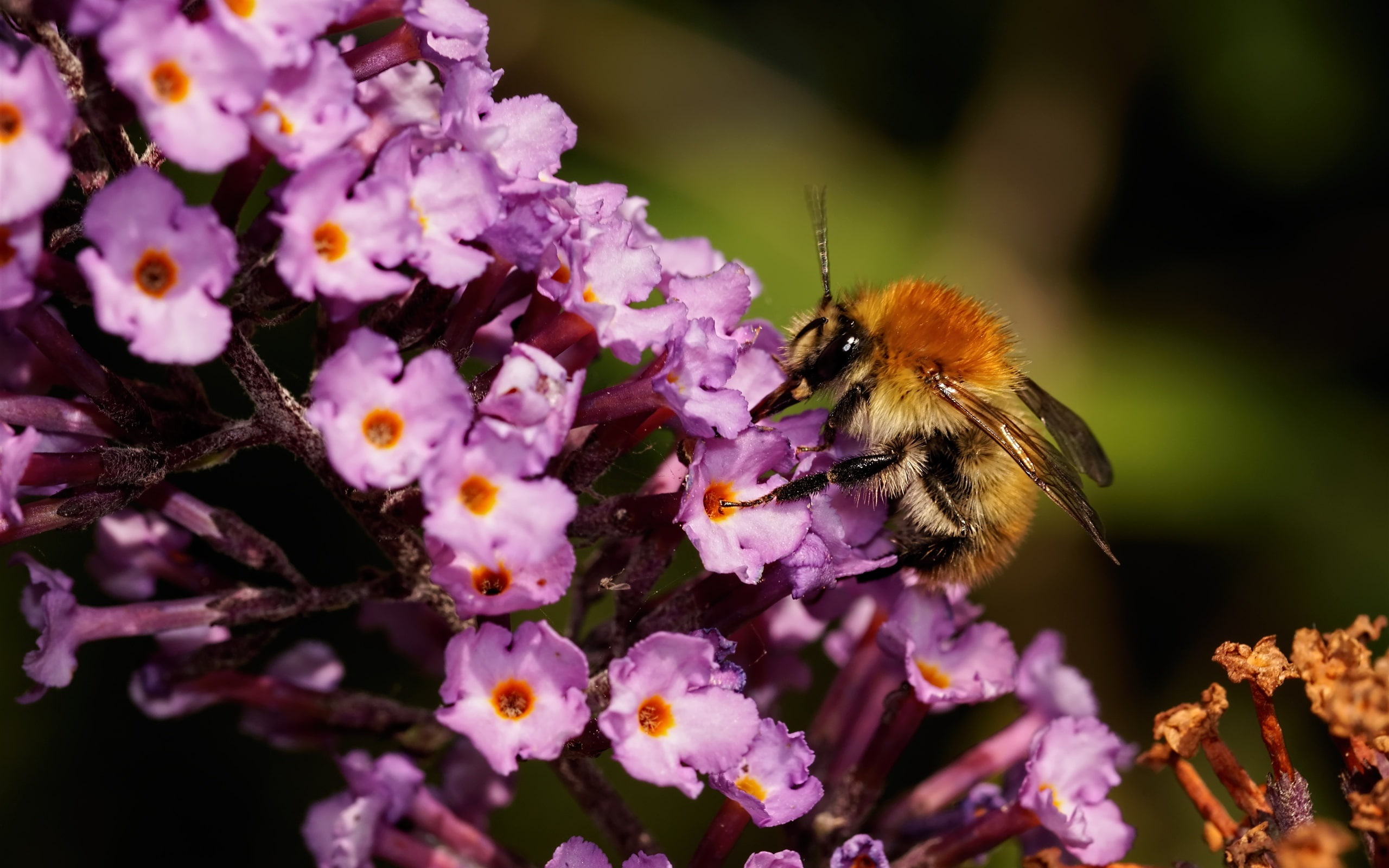 Insect, Nectar, Bee, Flowers, Pink, 2K, HD Wallpaper