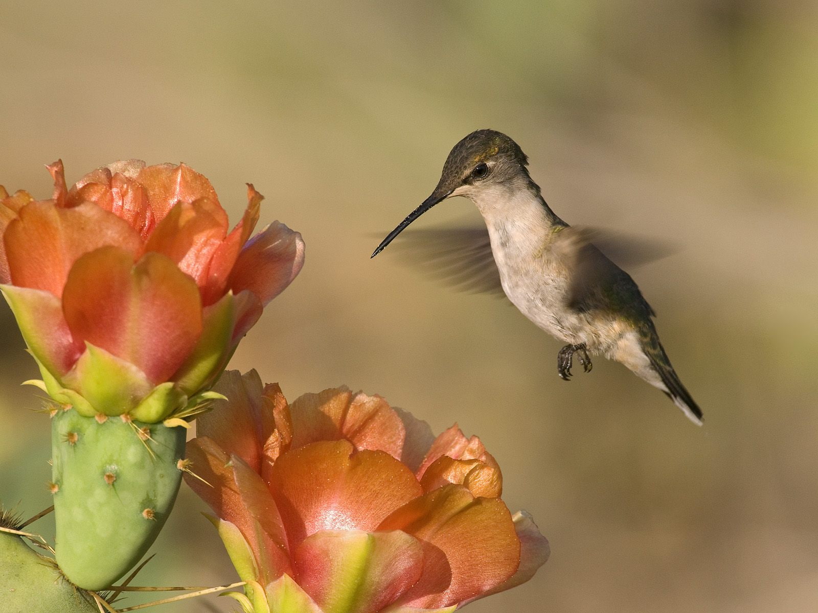 nectar, eat, animals, hummingbird, 720P, HD Wallpaper