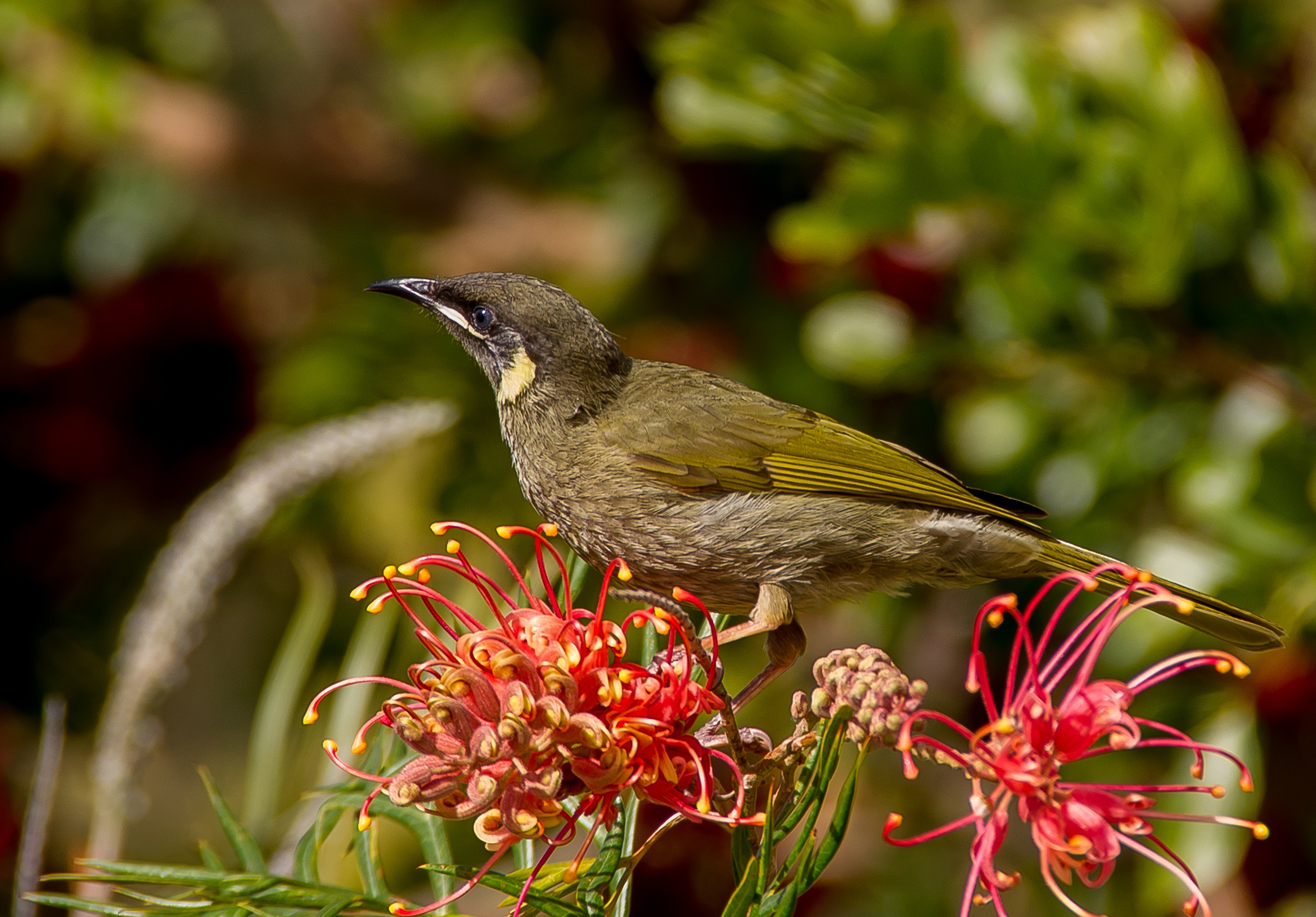 animals in the wild, flower head, no people, animal wildlife, meliphaga lewinii, blossom, perching, lewins honeyeater, animal, nectar, flower, native, nature, HD Wallpaper