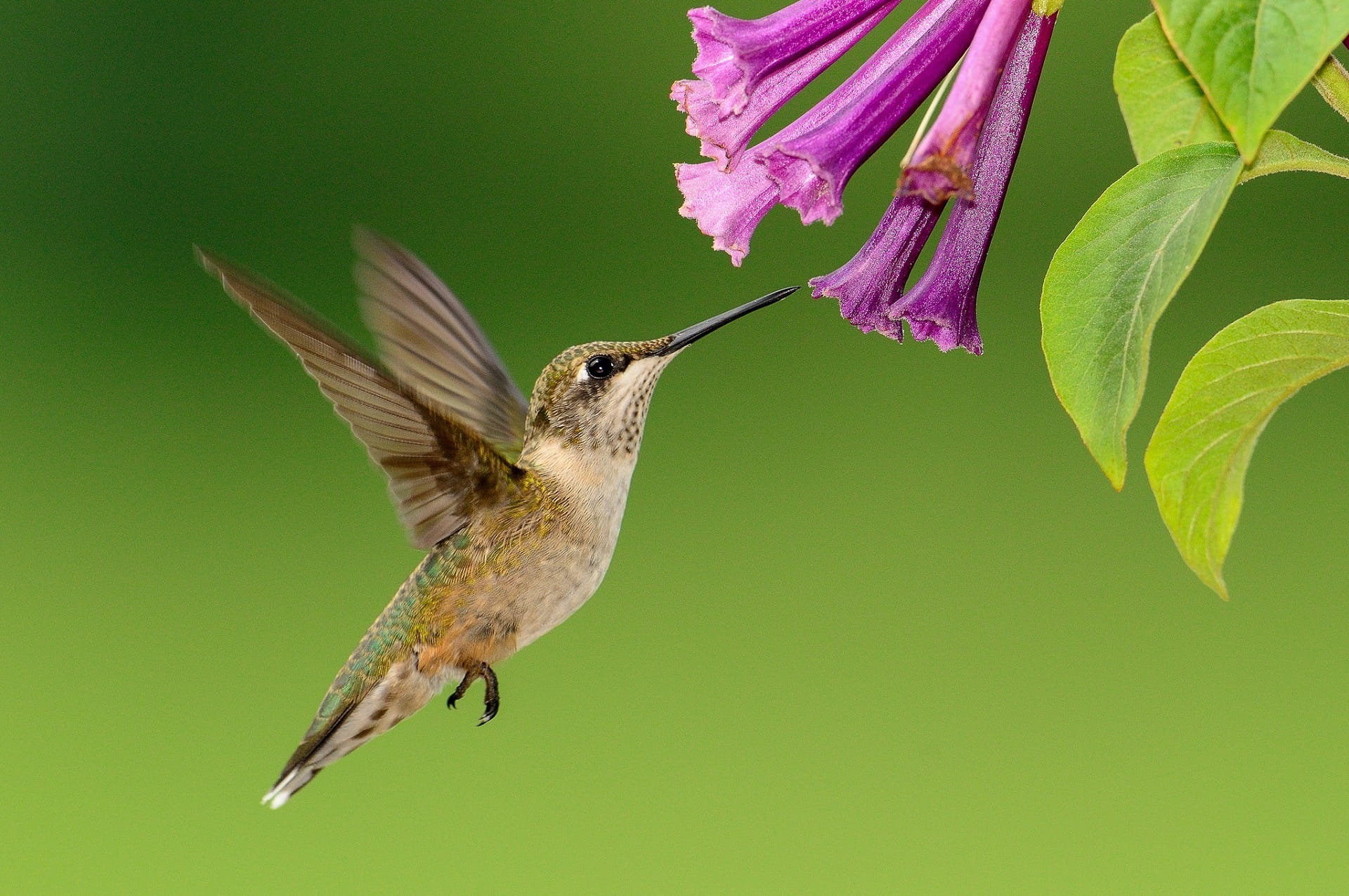 flying, beauty in nature, close-up, selective focus, animals in the wild, purple, sports utility vehicle, animal, selective, animal wildlife, yellow, photography, HD Wallpaper